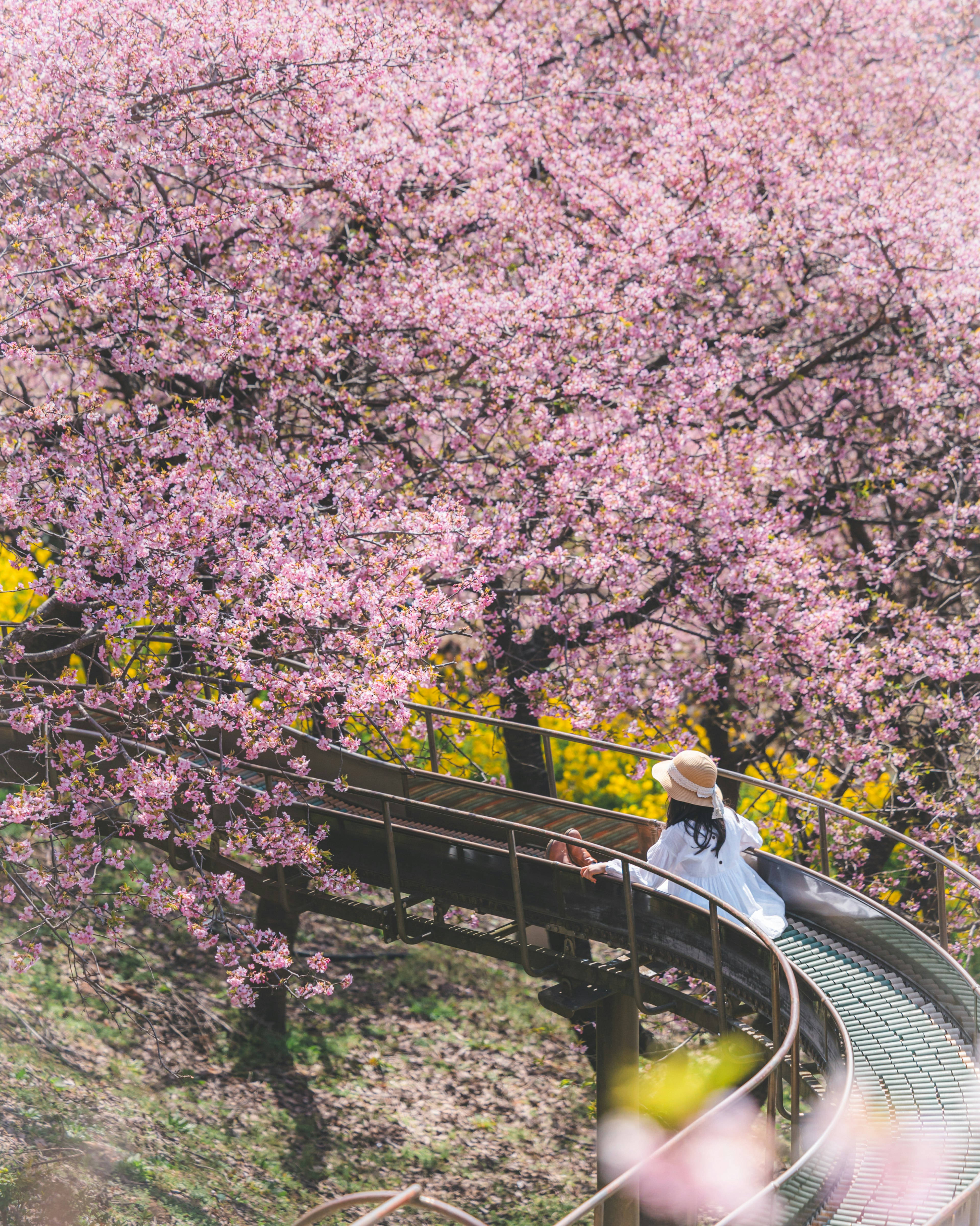 桜の木の下を歩く女性の姿が見える美しい風景