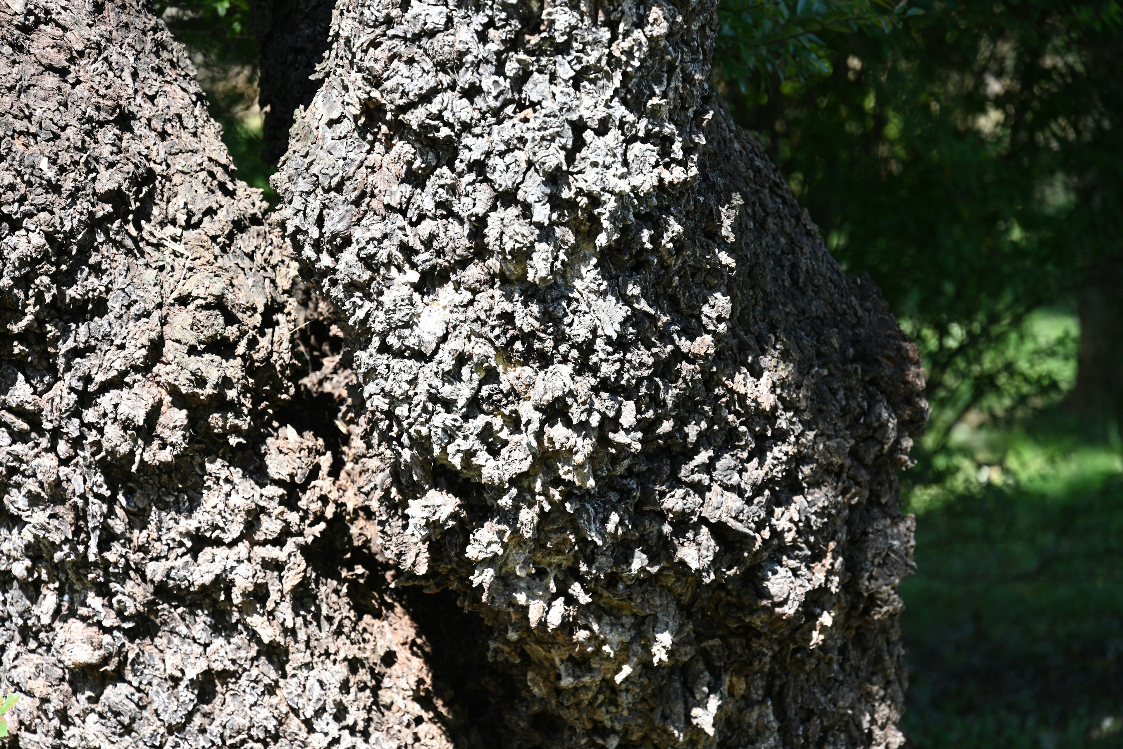 Unique texture and pattern observed on the surface of a tree