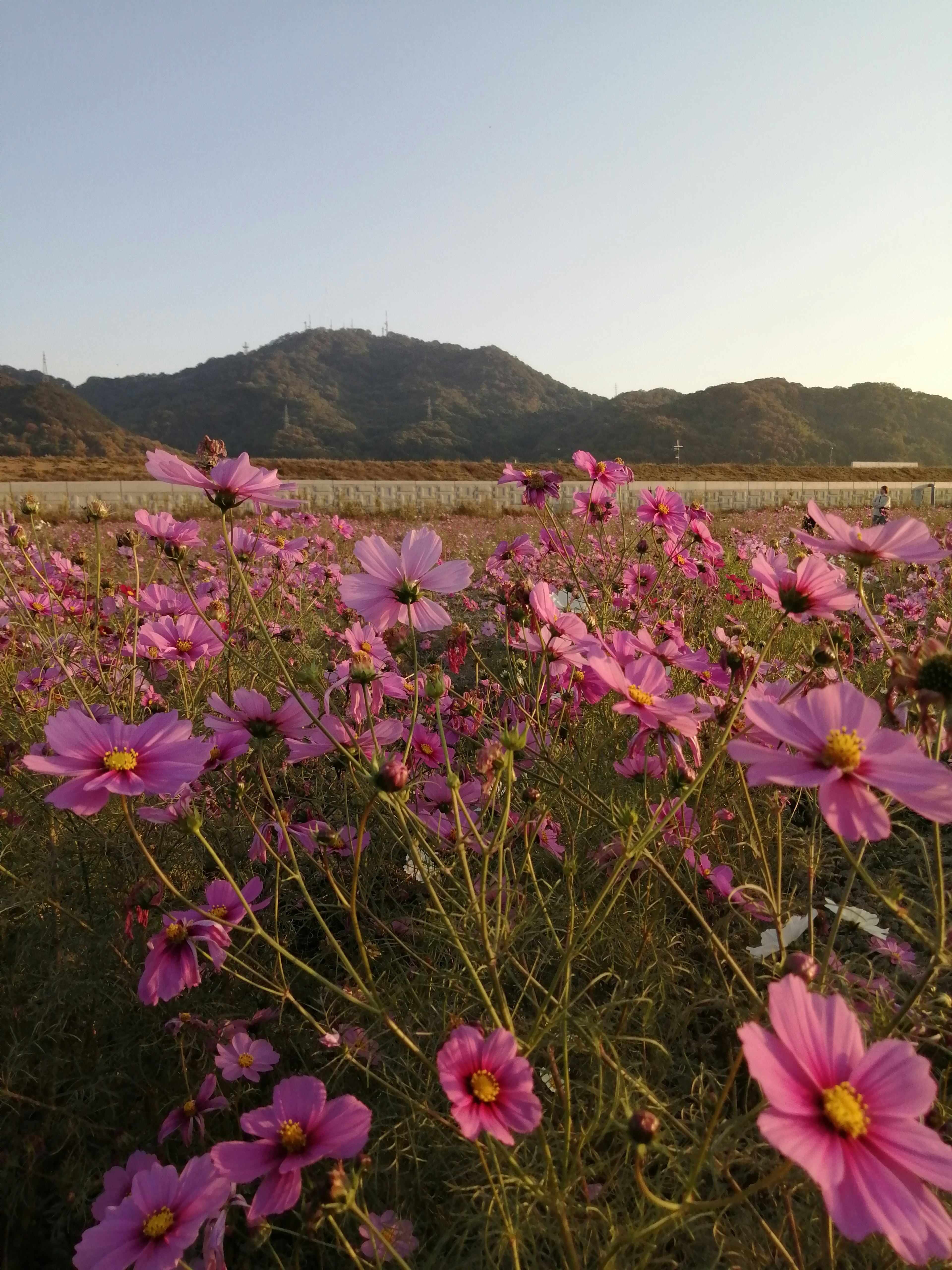 Pink cosmos flowers in bloom with mountains in the background at sunset