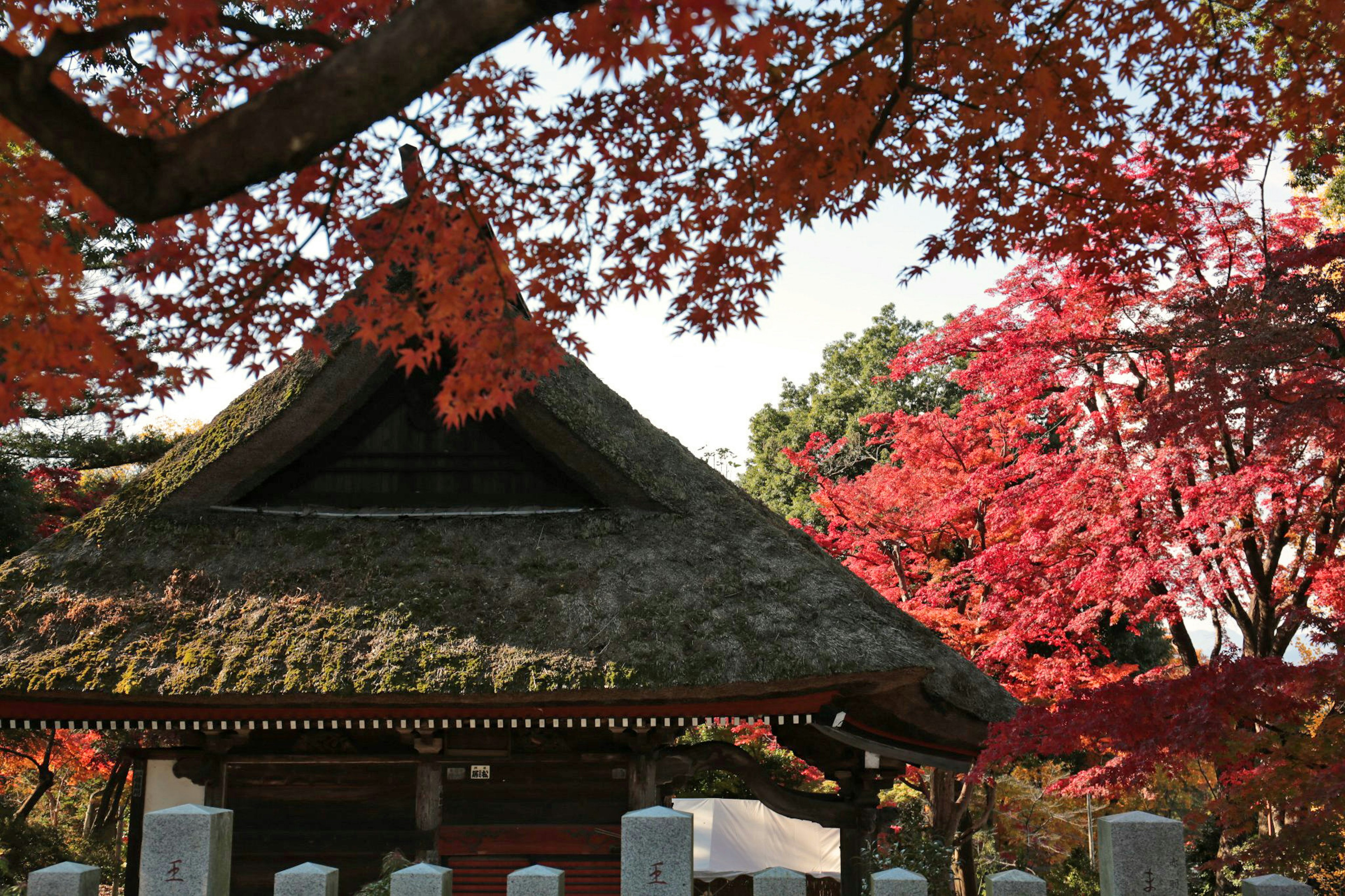 Traditionelles japanisches Gebäude umgeben von lebhaftem Herbstlaub