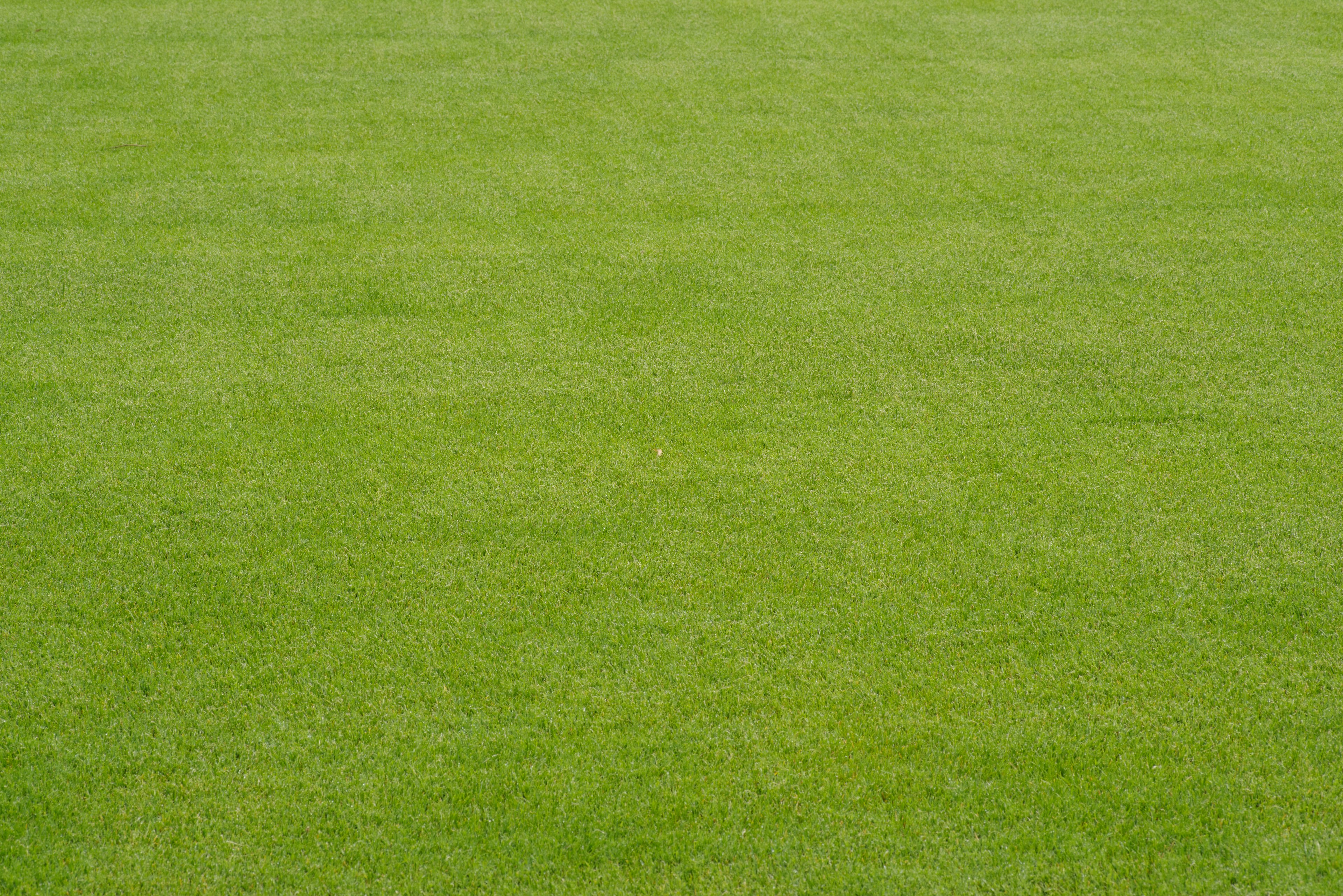 Vibrant green grass covering the ground