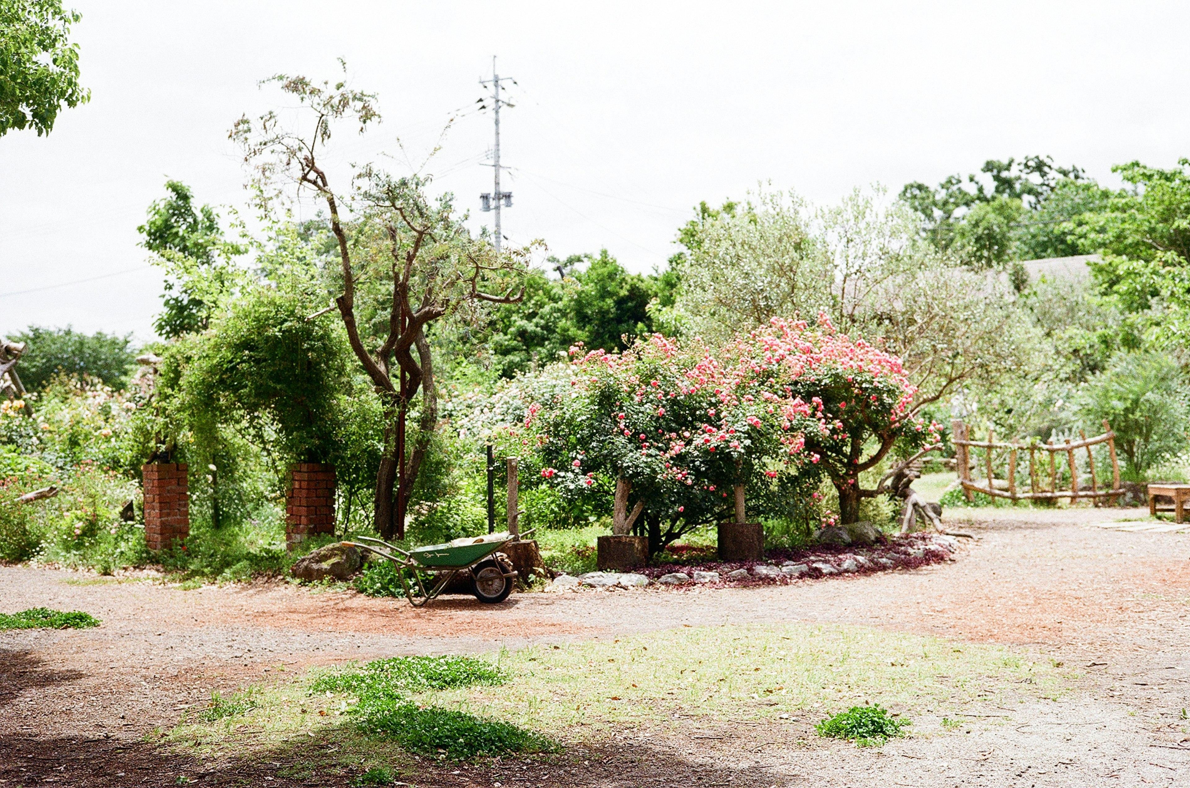 Bellissimo paesaggio di giardino con alberi verdi e fiori colorati