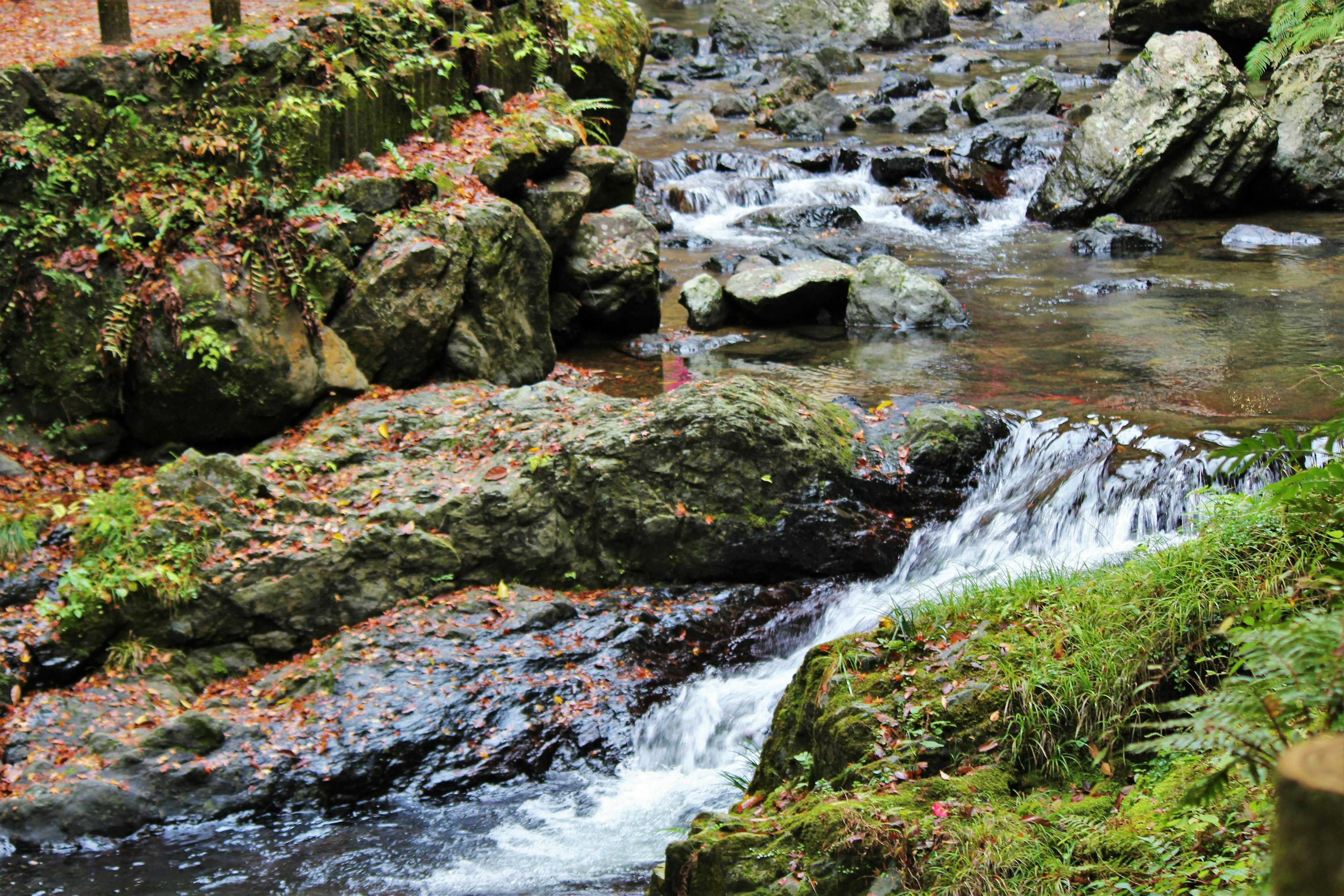 A flowing stream with rocks surrounded by green foliage and scattered leaves