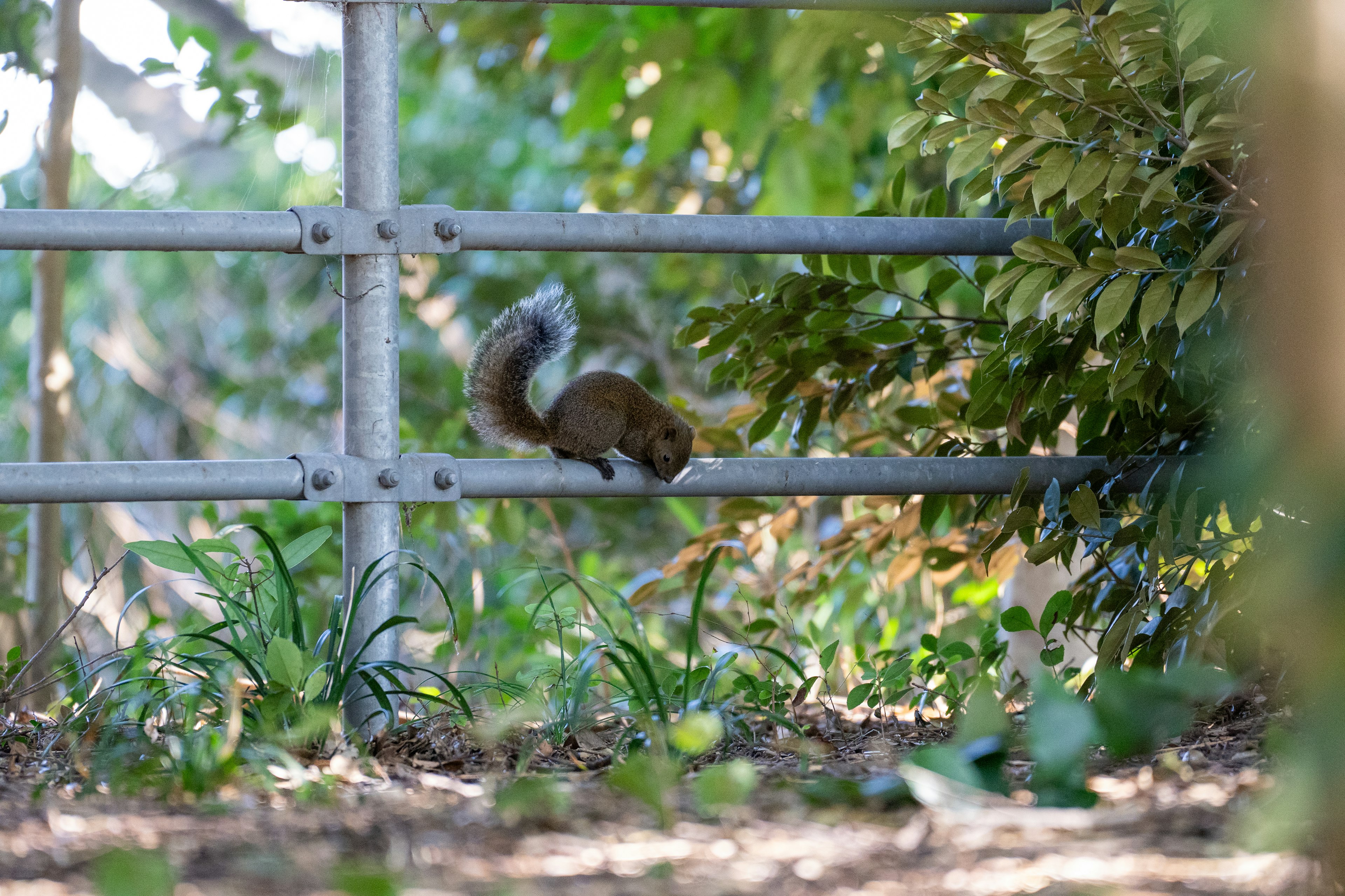 Squirrel perched on fence with green background and natural details