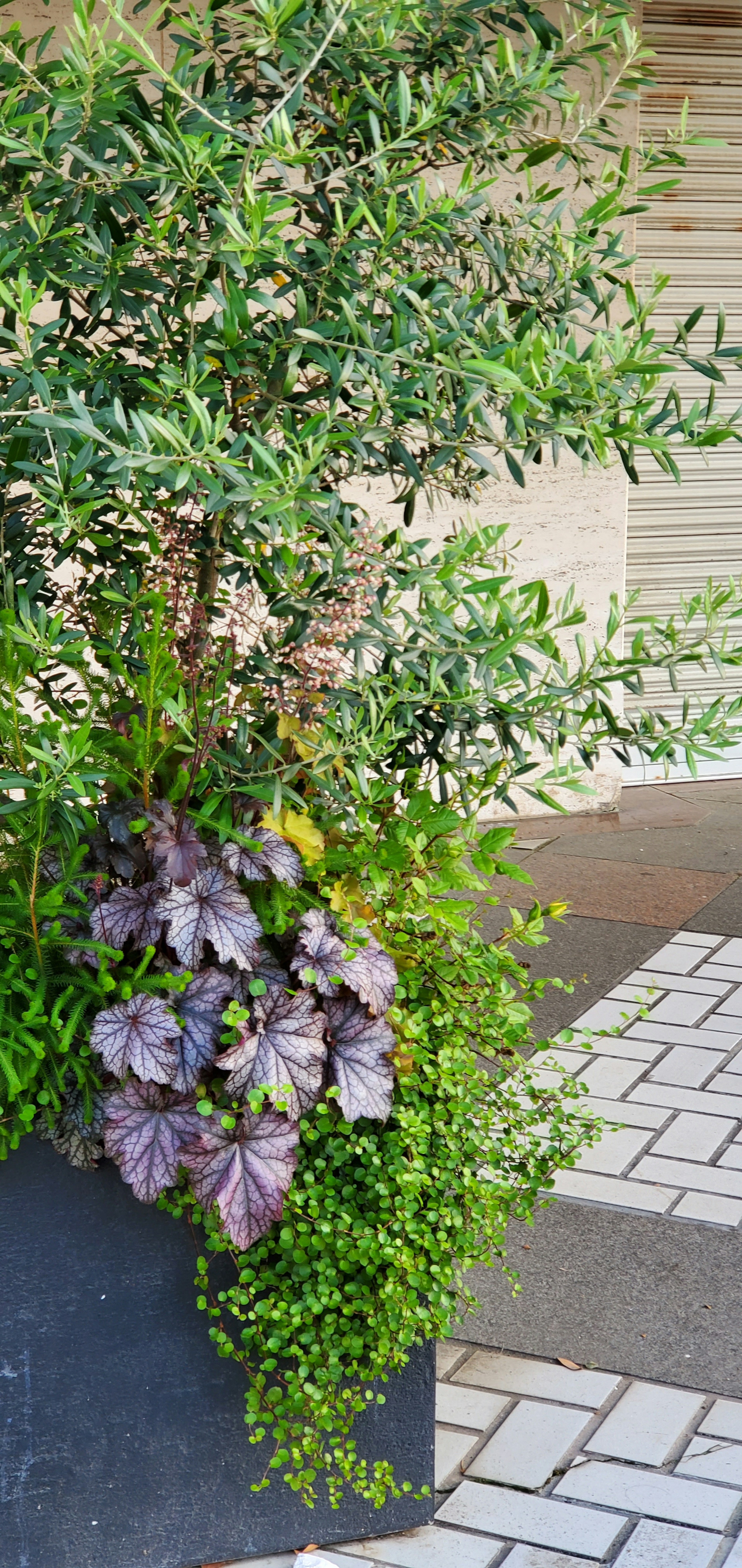 Lush greenery in a planter with a cobblestone pathway