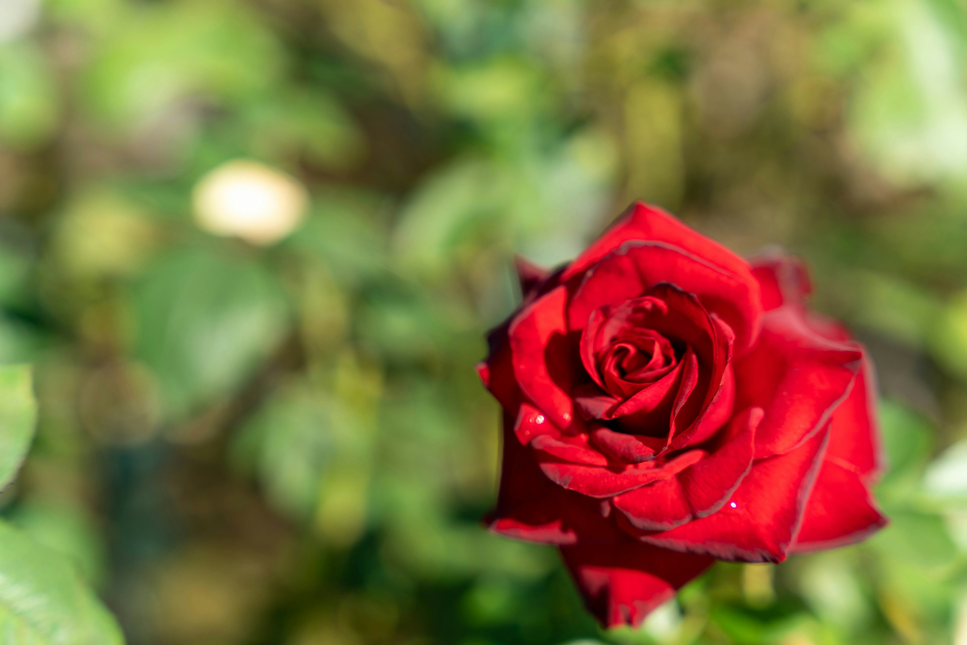 鮮やかな赤いバラの花が緑の葉の間に咲いている