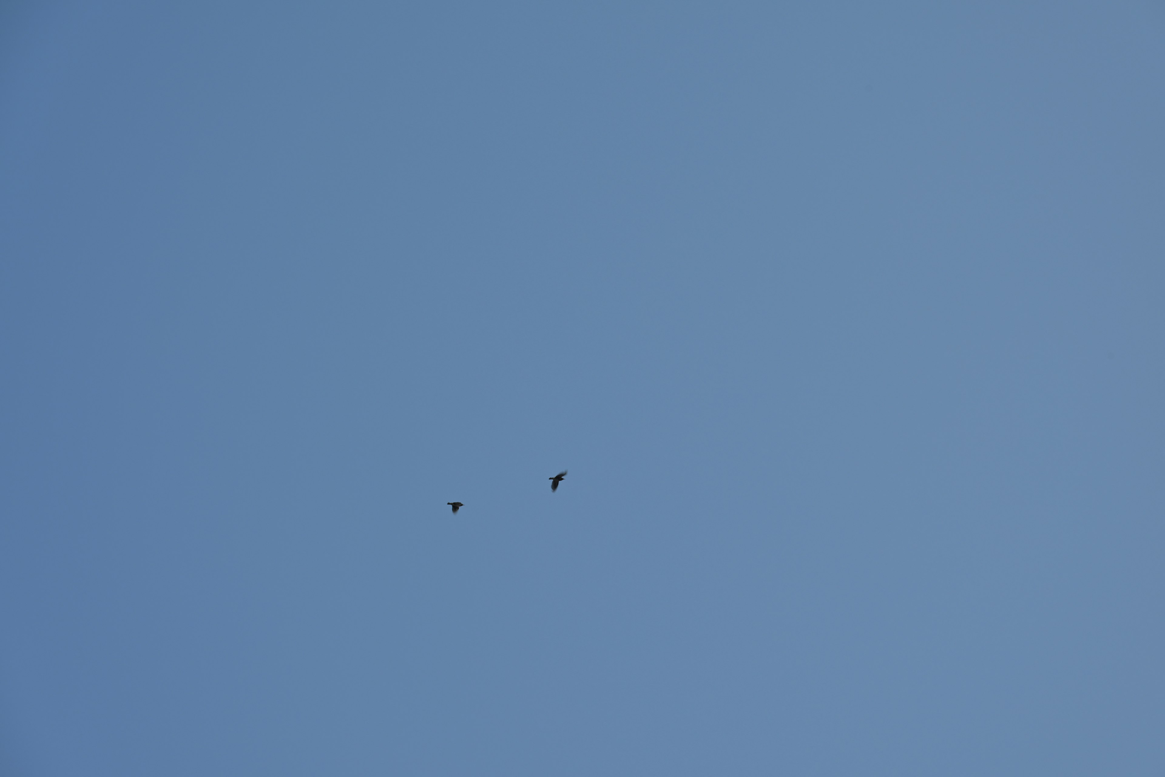 Zwei Vögel fliegen in einem klaren blauen Himmel