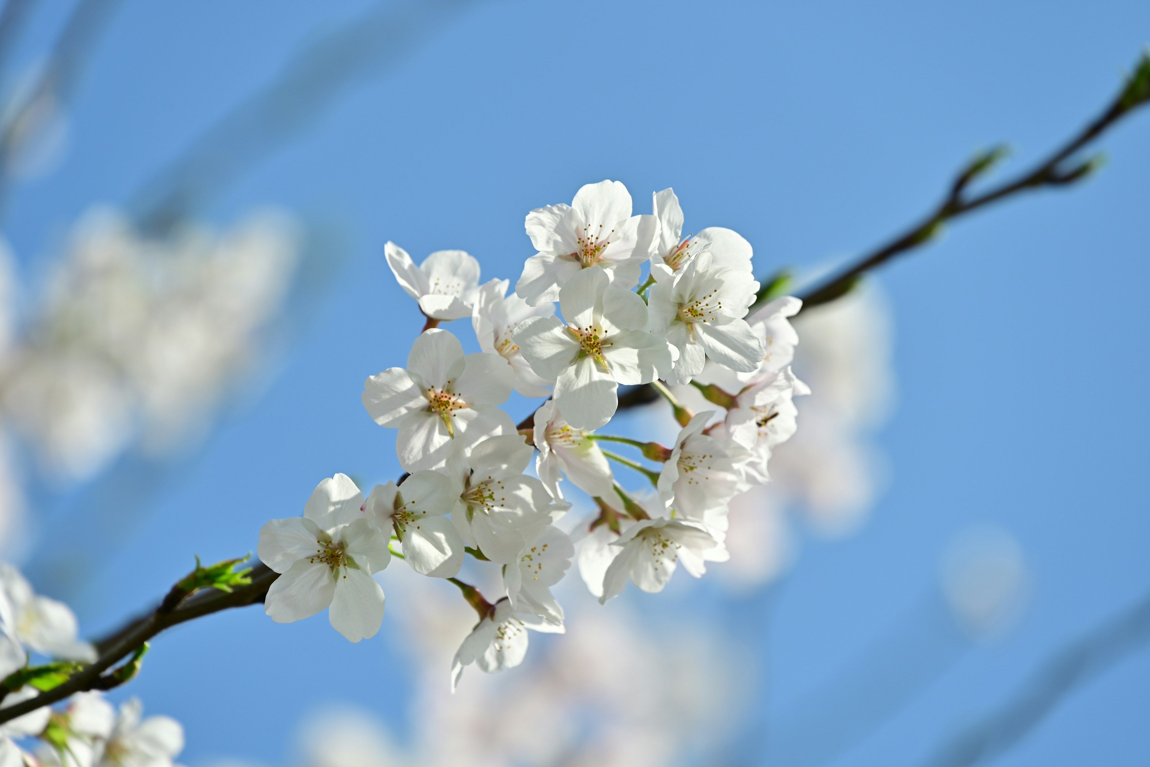 Nahaufnahme von weißen Blumen vor blauem Himmel