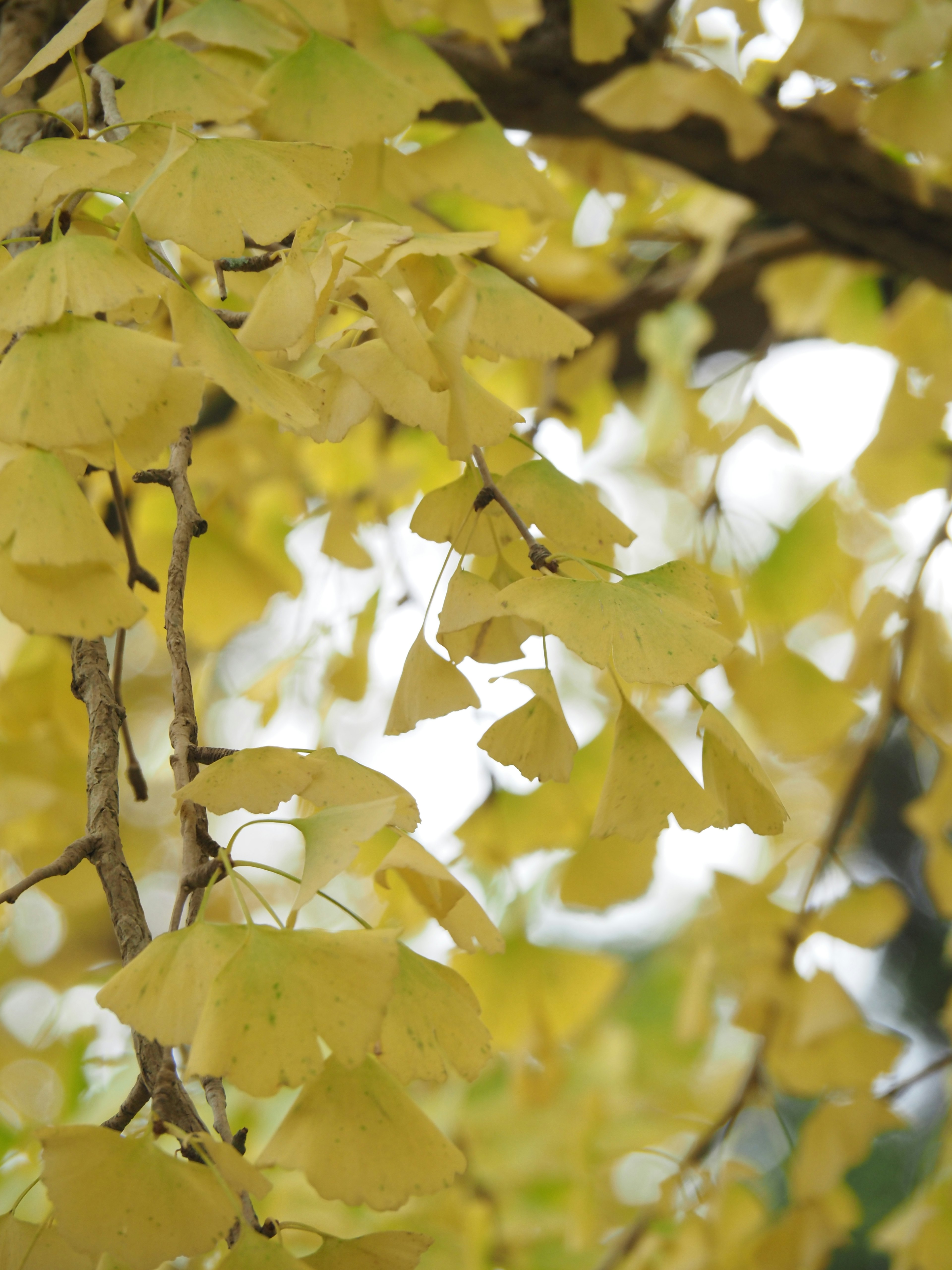 Close-up of a branch with bright yellow ginkgo leaves