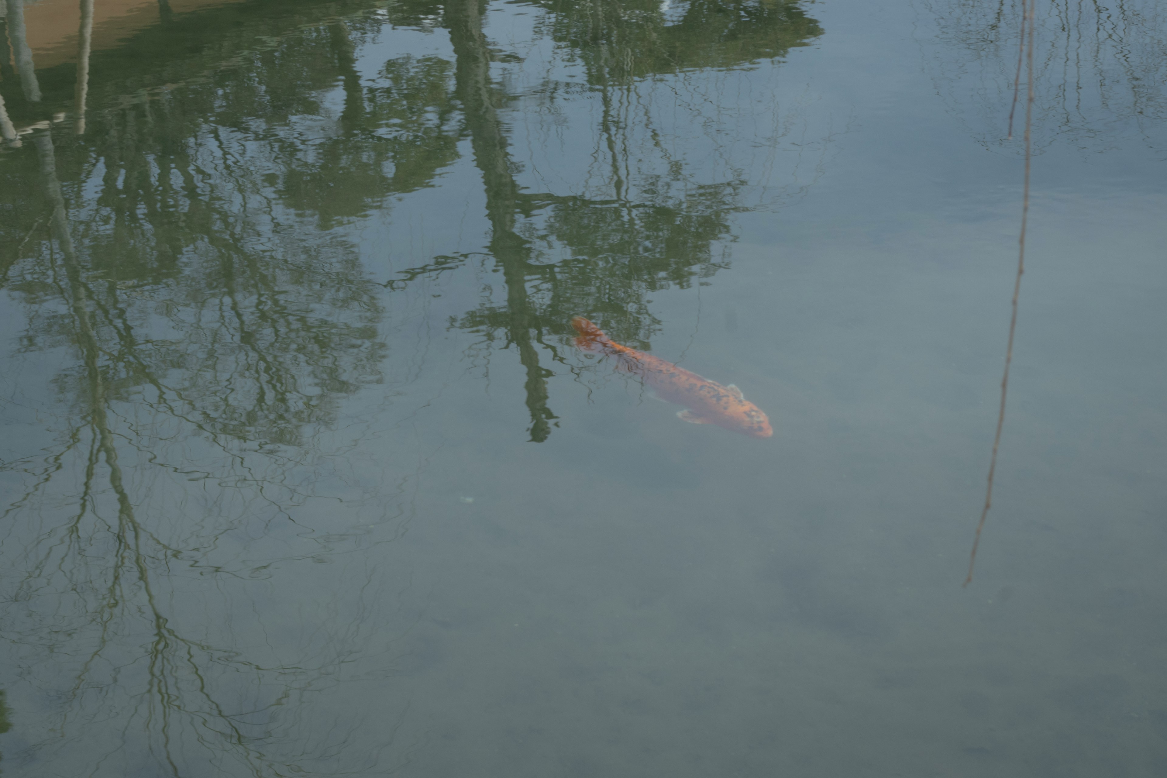 Refleksi pohon di atas air tenang dengan ikan yang mengapung