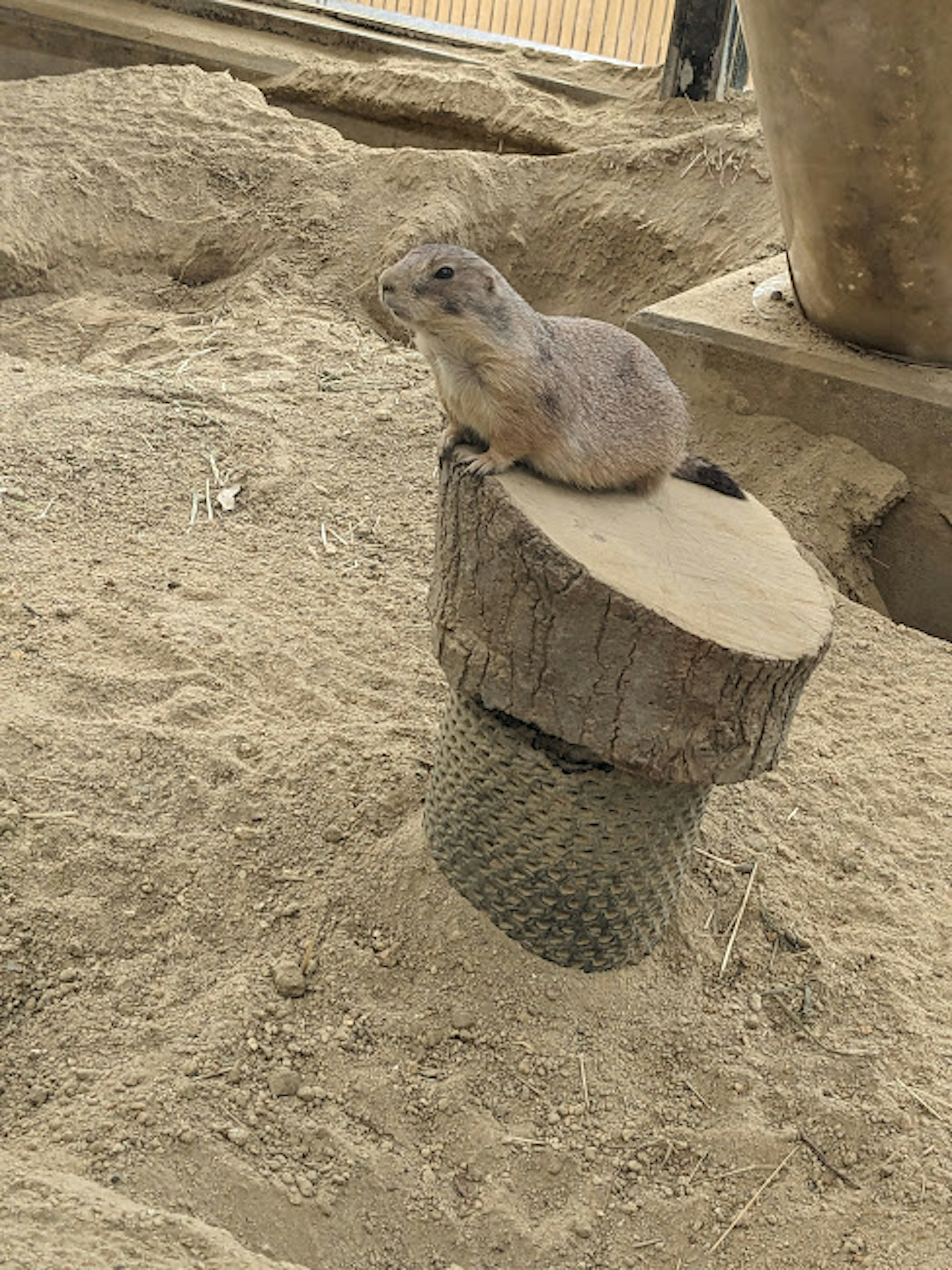 Un perro de la pradera sentado sobre un tronco de madera en un entorno arenoso