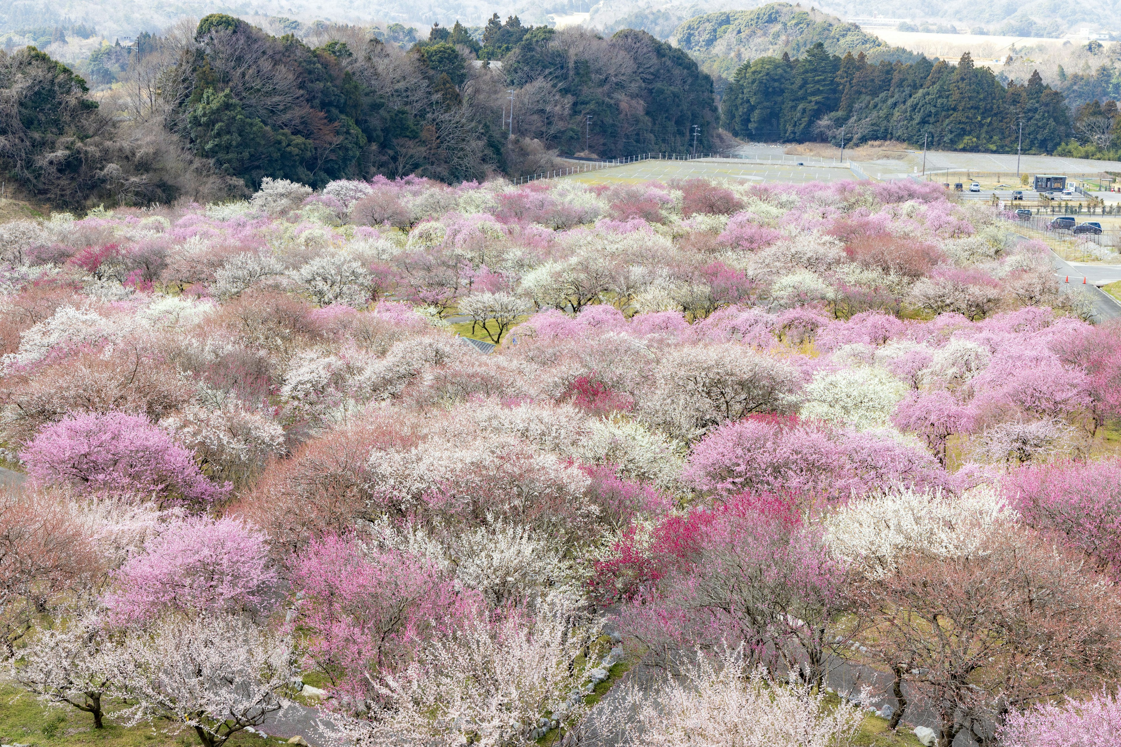 ภูมิทัศน์กว้างขวางที่เต็มไปด้วยดอกไม้สีชมพูและขาวบาน