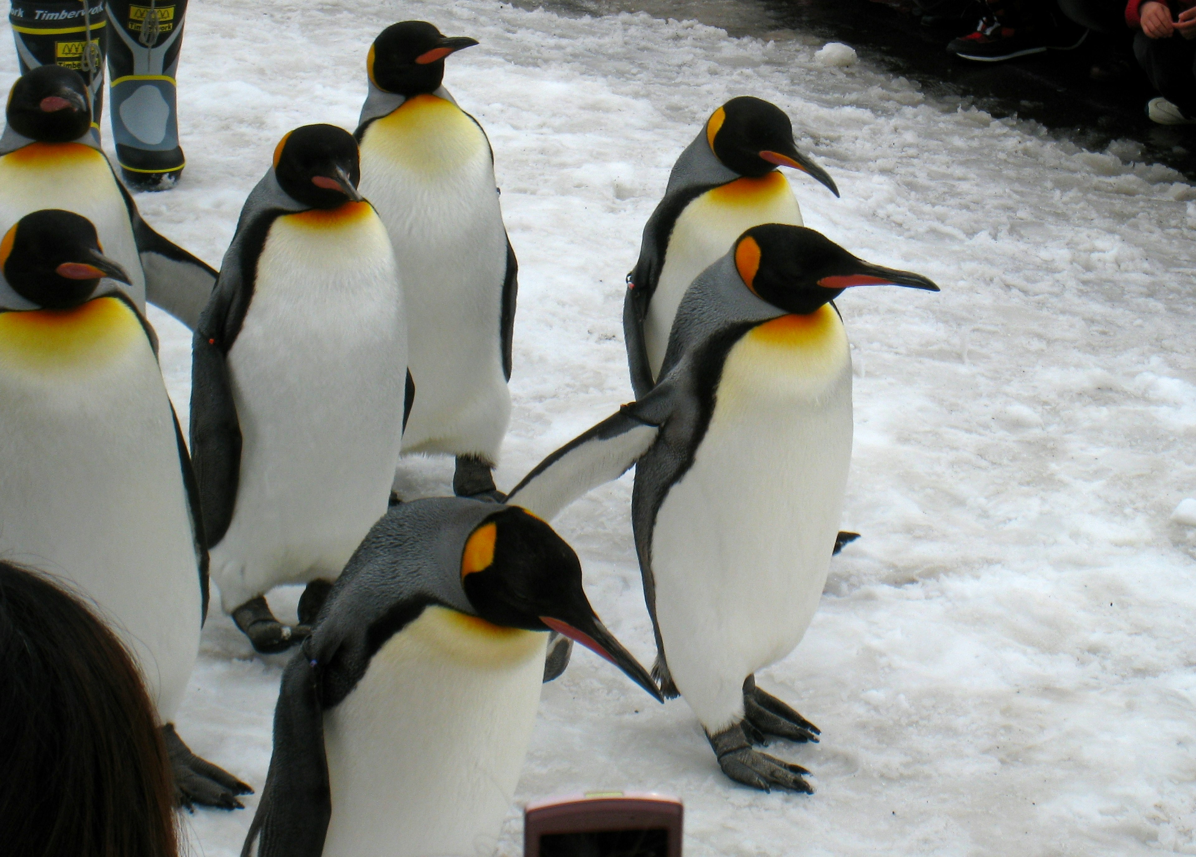 Des manchots empereurs marchant sur la neige