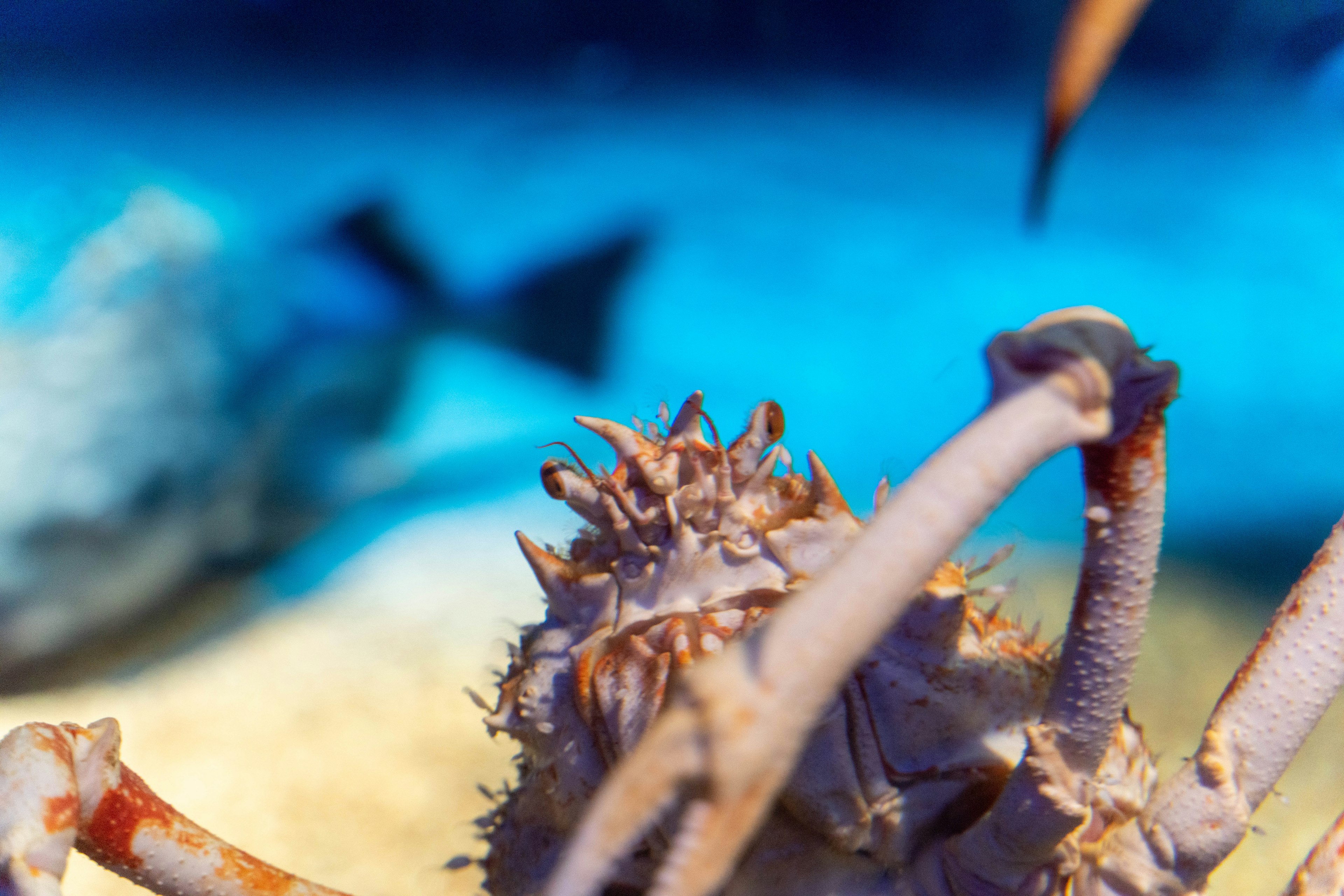 A crab in the foreground with a blurred fish swimming in the blue water background