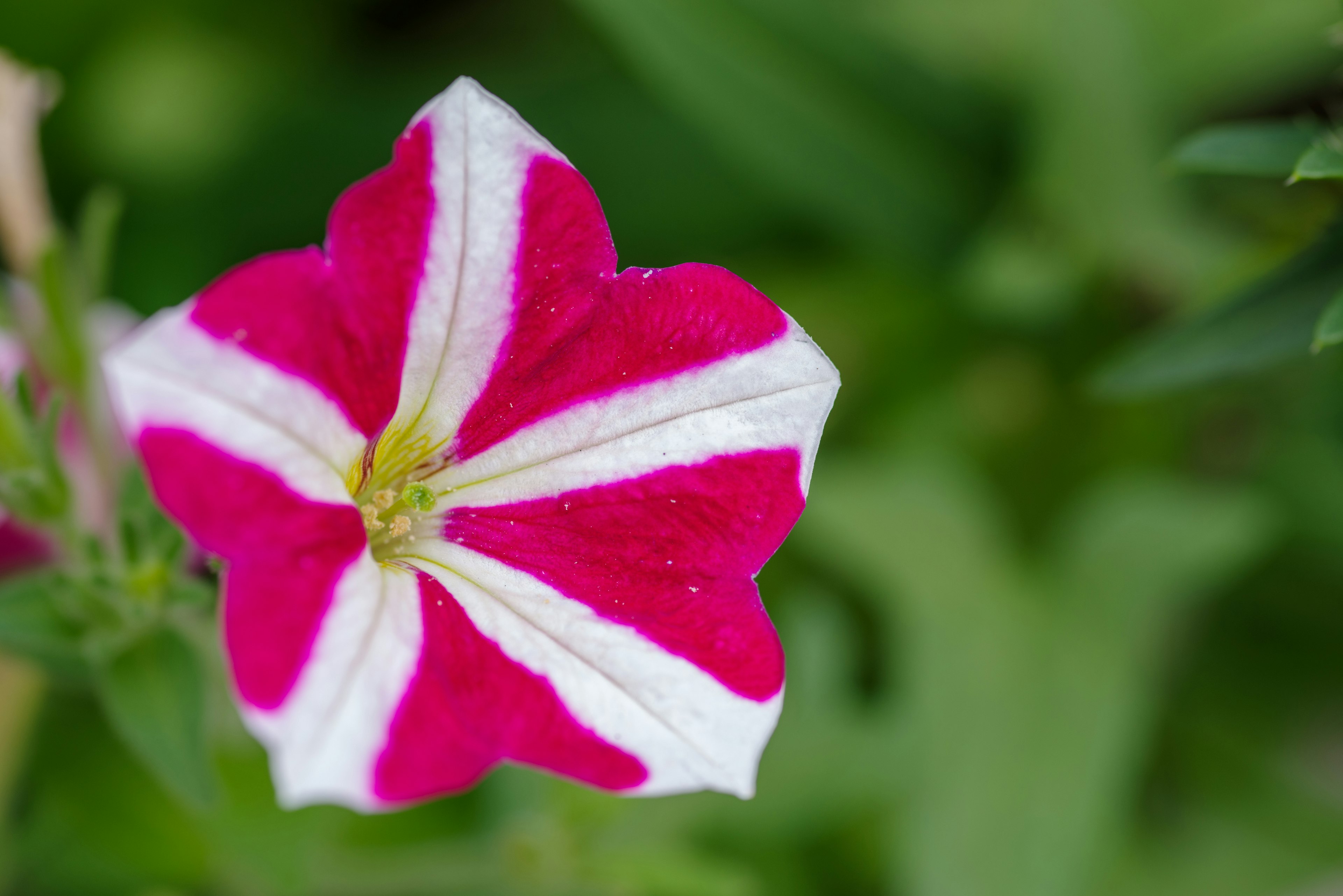 Fiore di petunia striata rosa e bianca vibrante