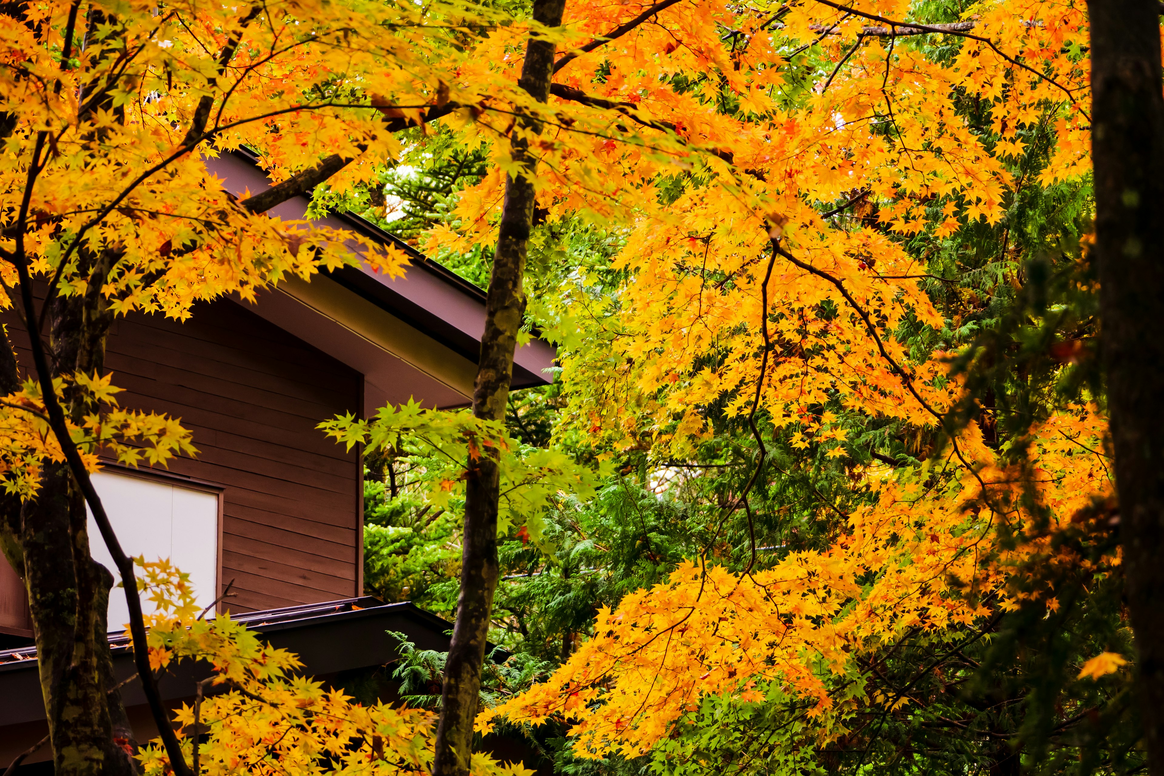 Holzhaus umgeben von orangefarbenen Blättern