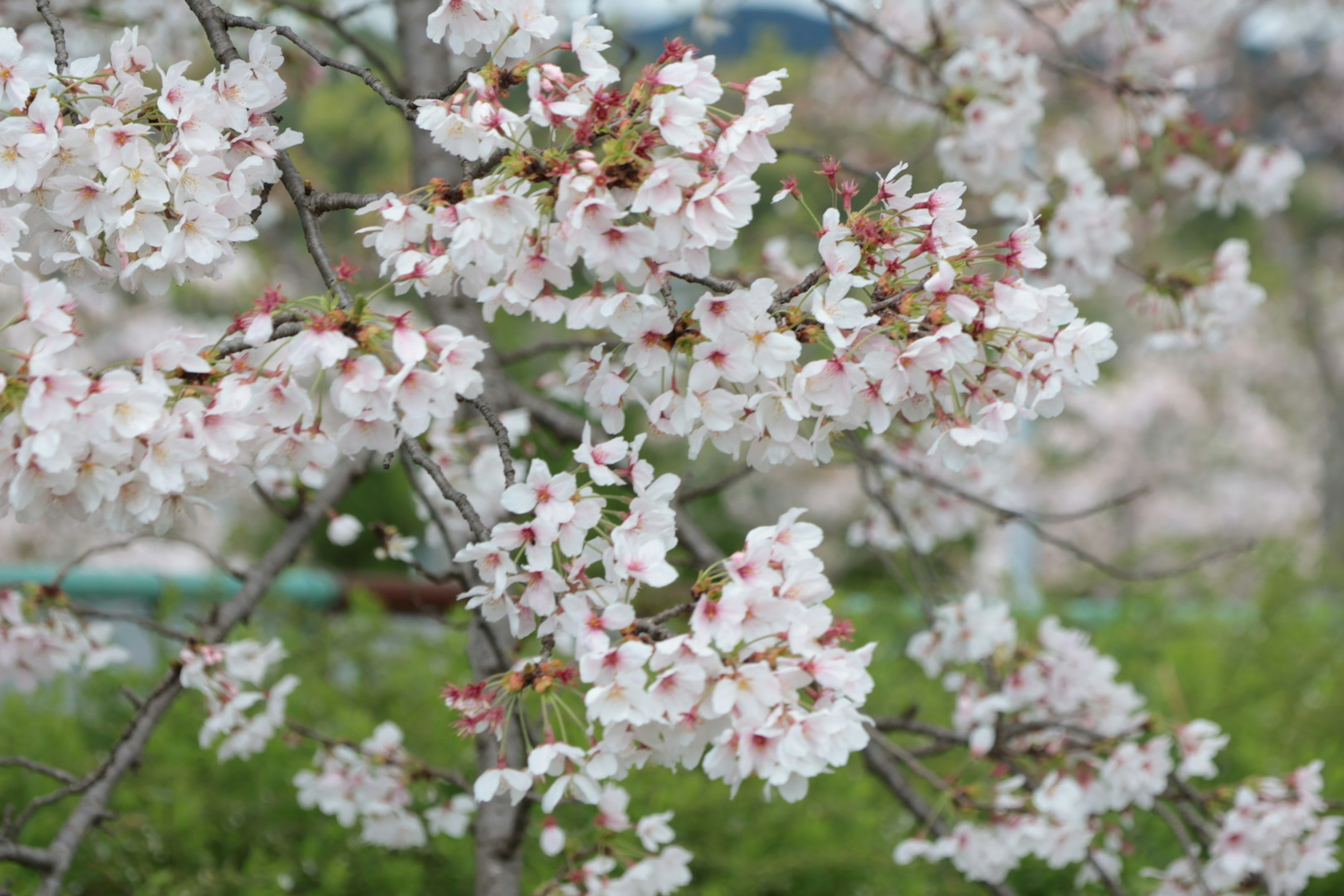 Kedekatan cabang bunga sakura yang mekar