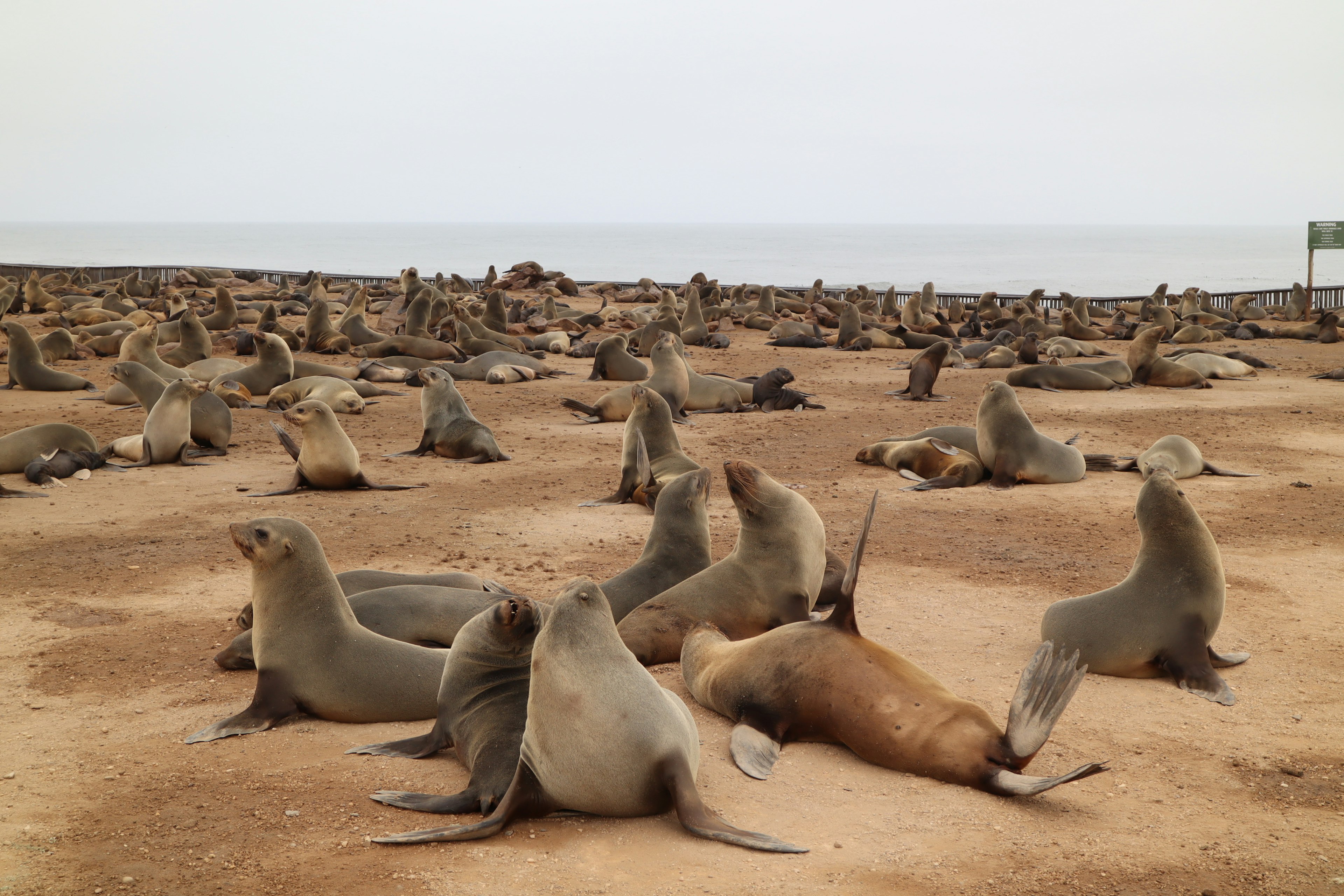 De nombreux lions de mer se prélassent sur une plage de sable