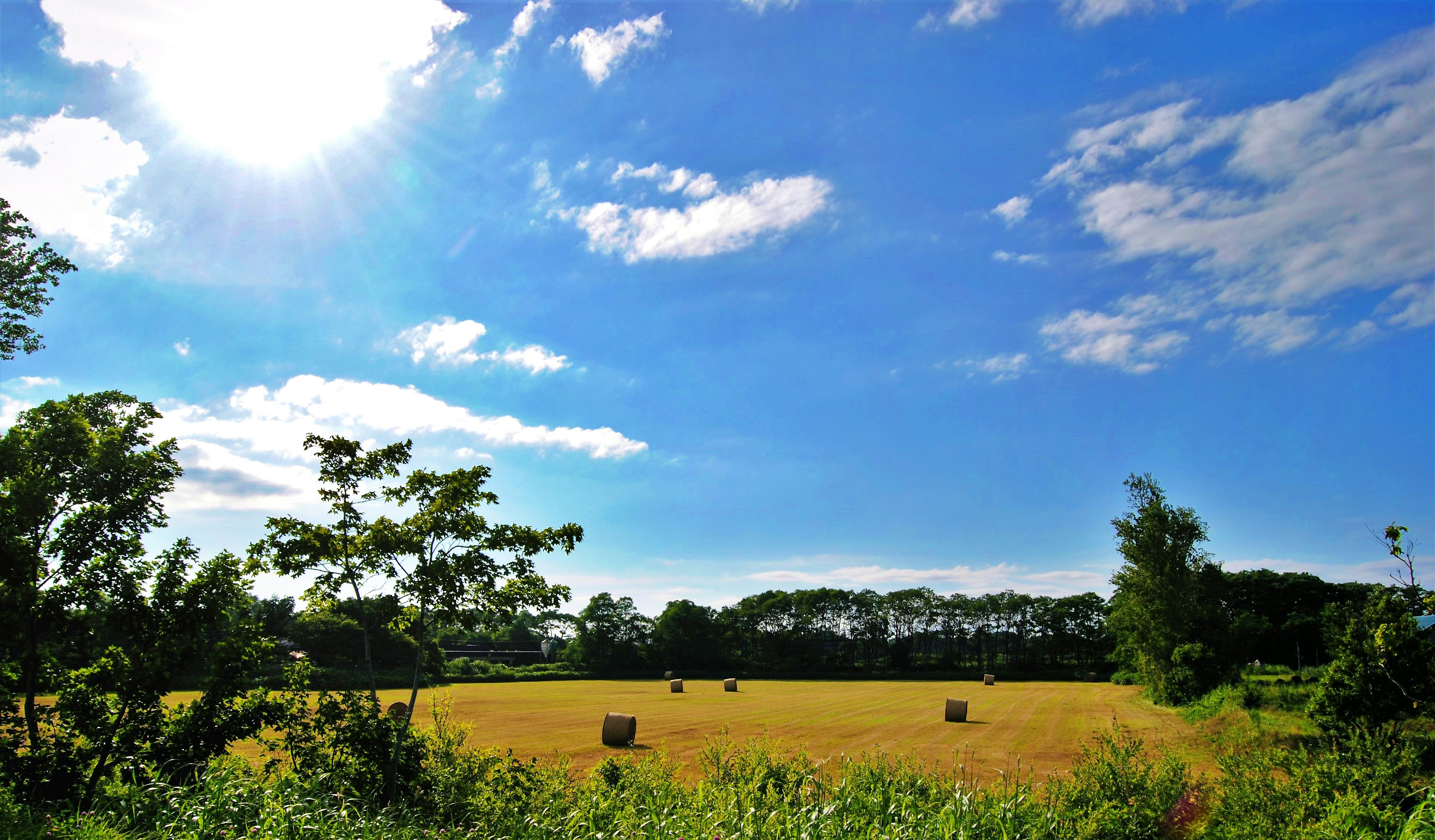 Vasto campo di grano sotto un cielo blu e sole con rotoli di fieno