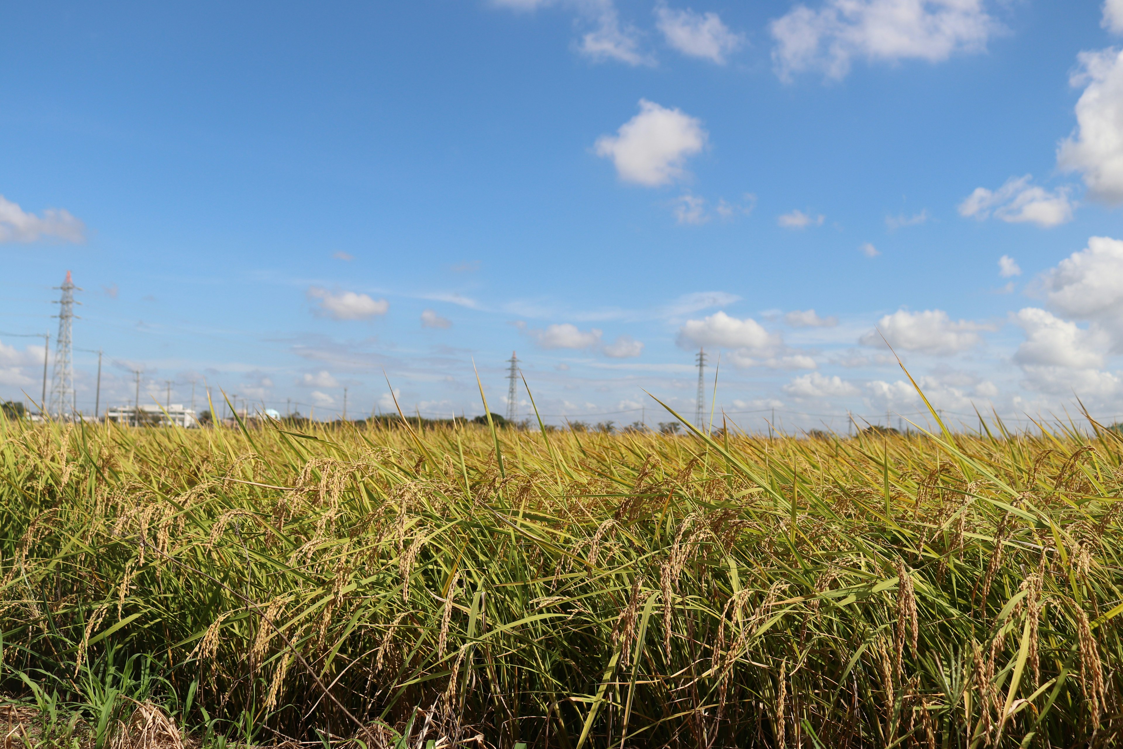 Pemandangan ladang padi emas di bawah langit biru