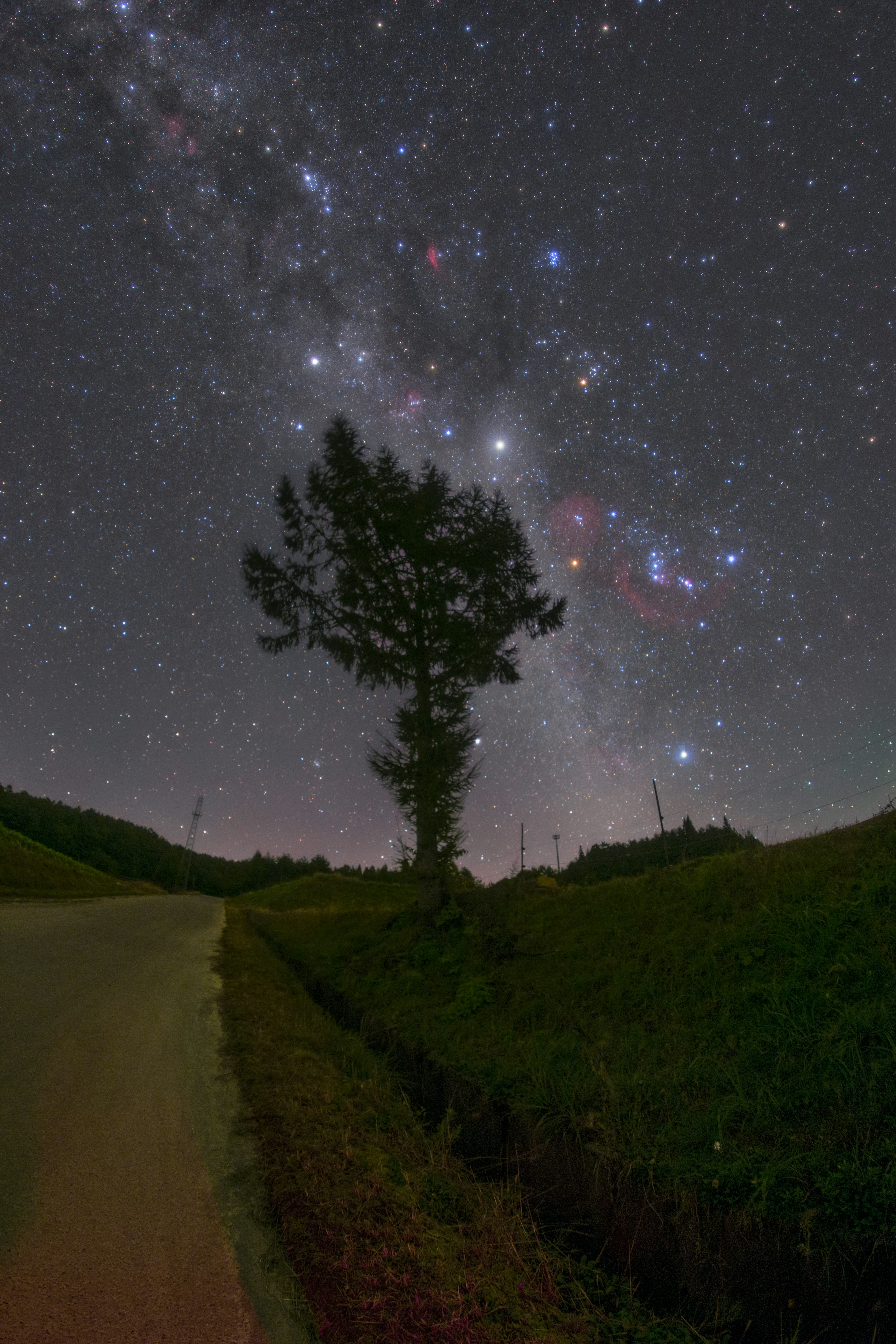 星空と木が映える夜の風景