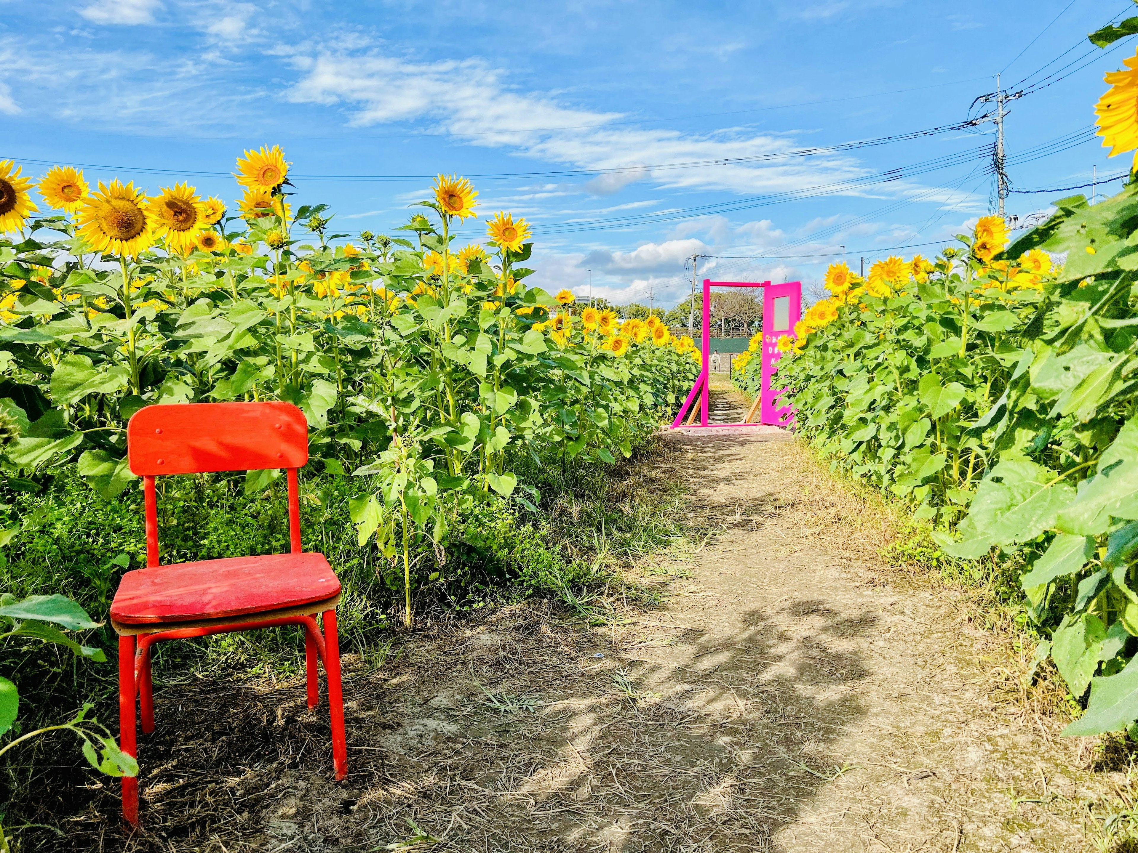 Une chaise rouge sur un chemin entouré de tournesols