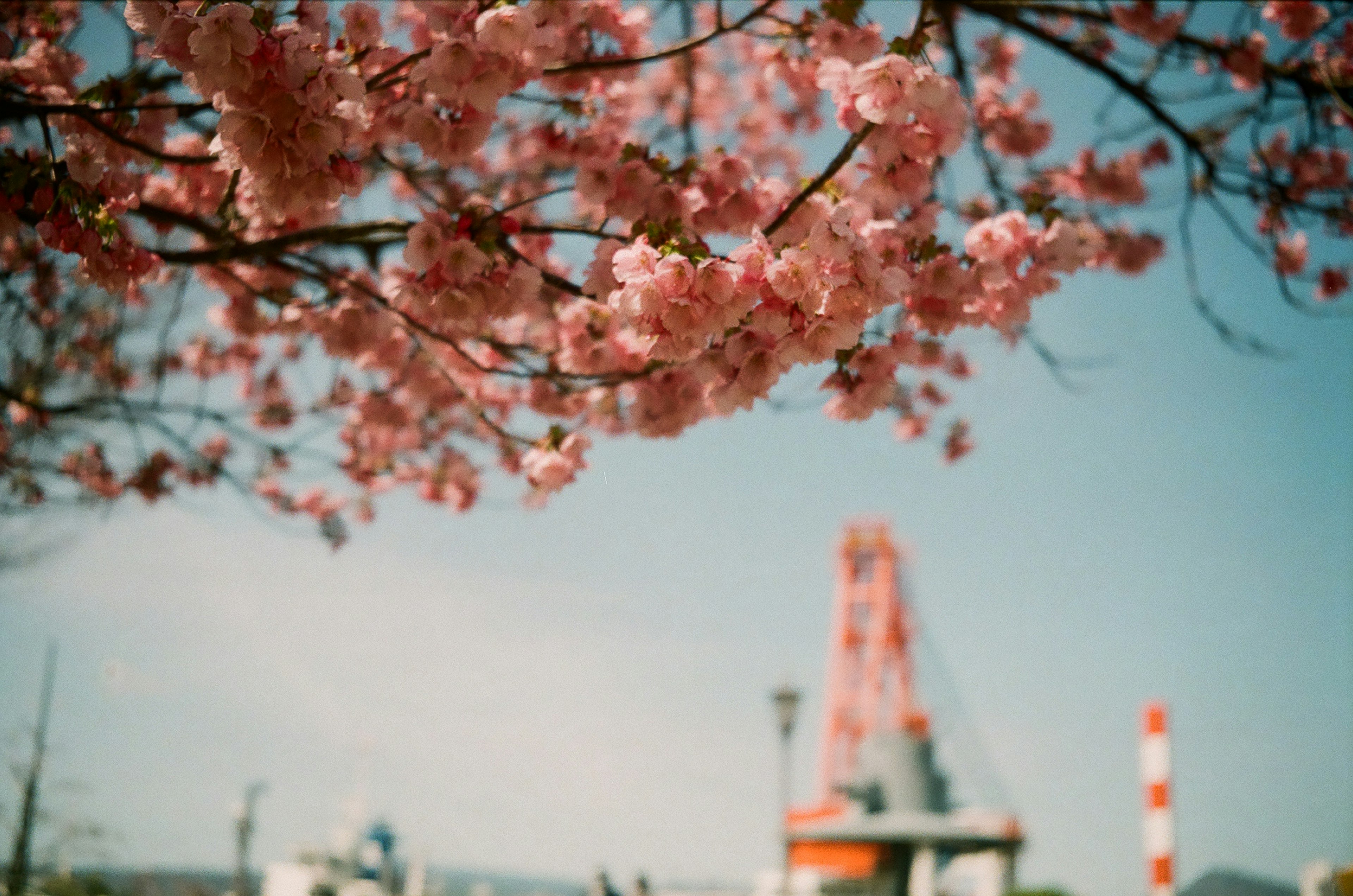 Cherry blossom branches with pink flowers and an industrial structure in the background