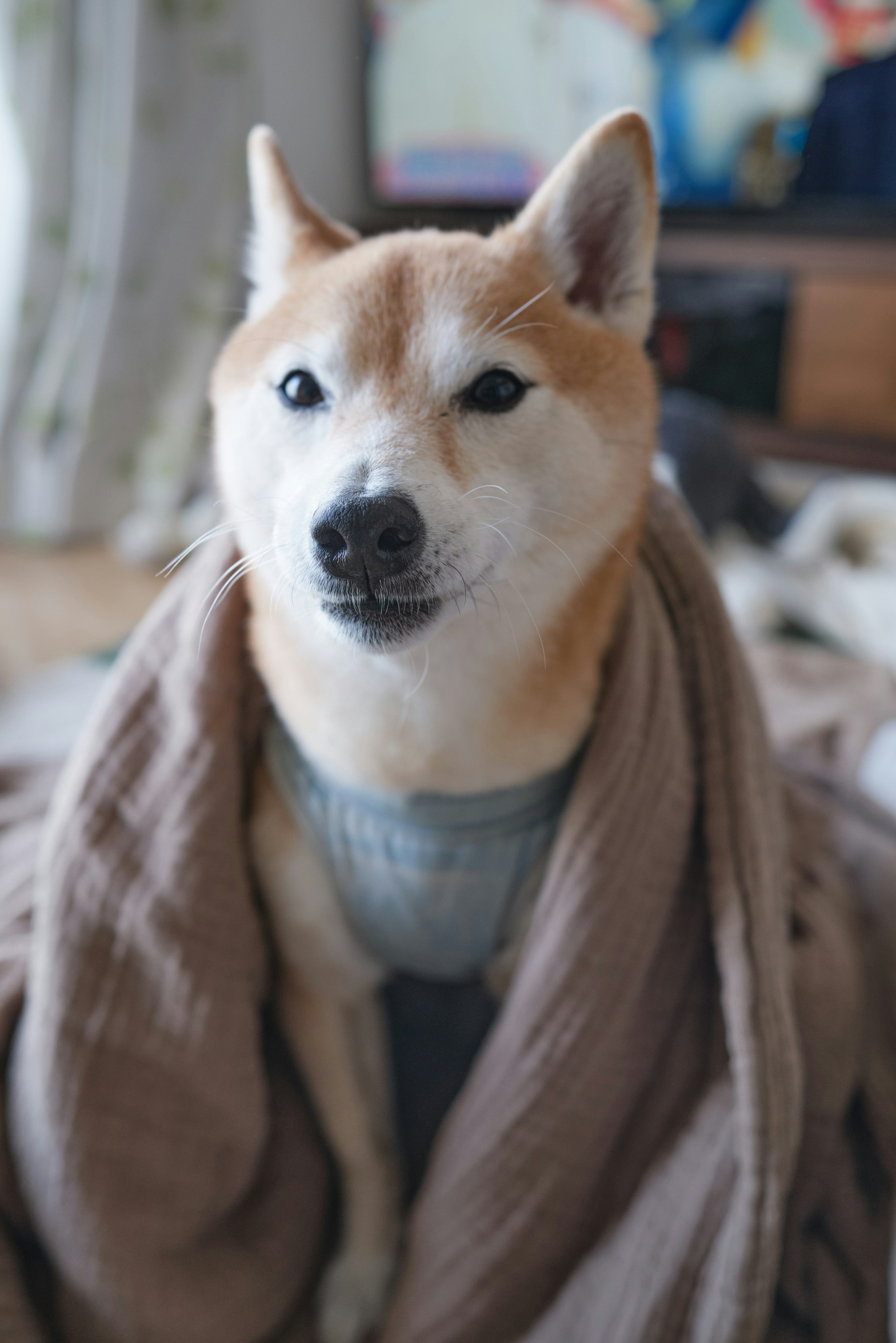 Shiba Inu wrapped in a blanket with a calm and adorable expression