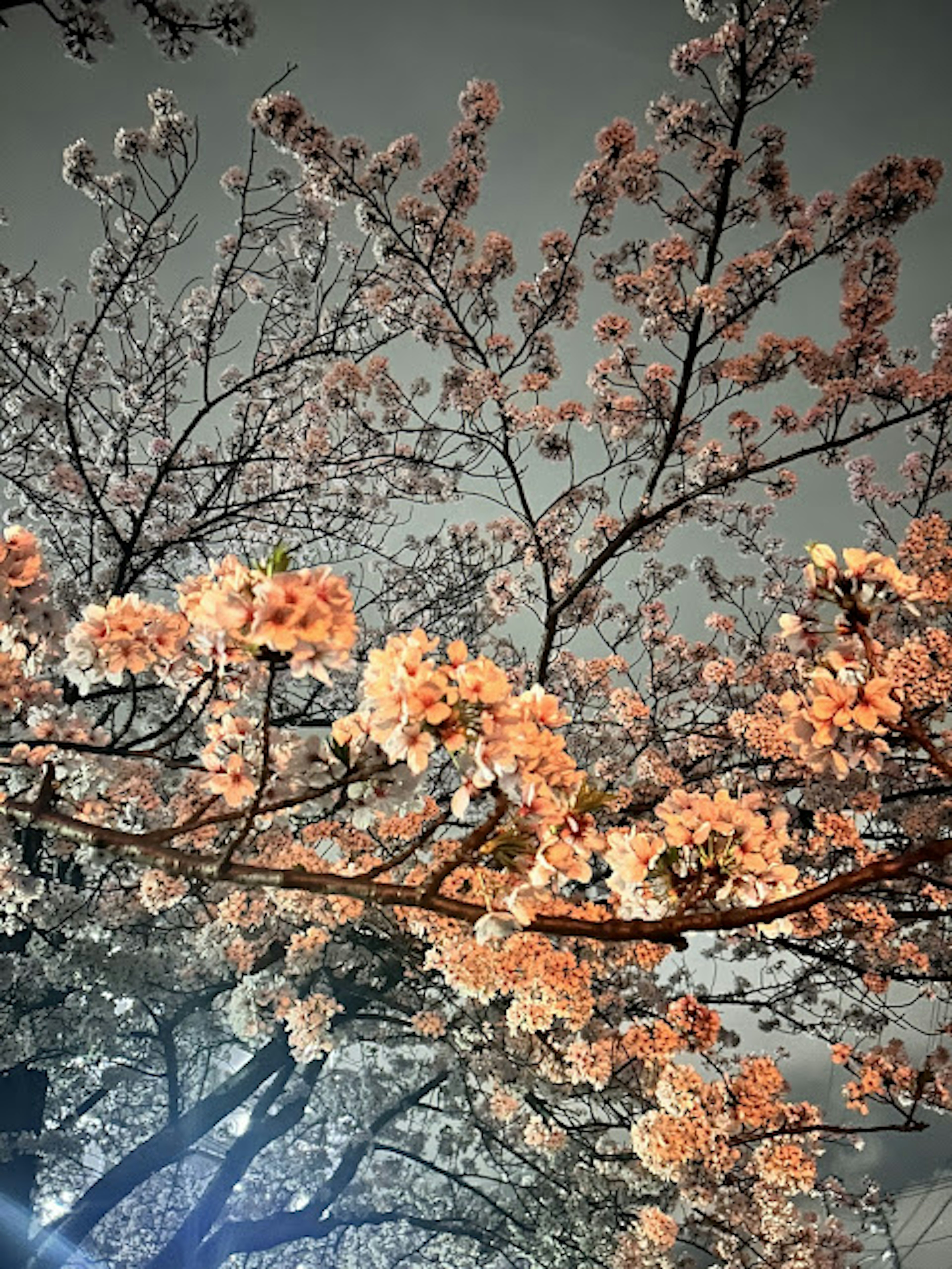 Vibrant cherry blossoms illuminated against a night sky