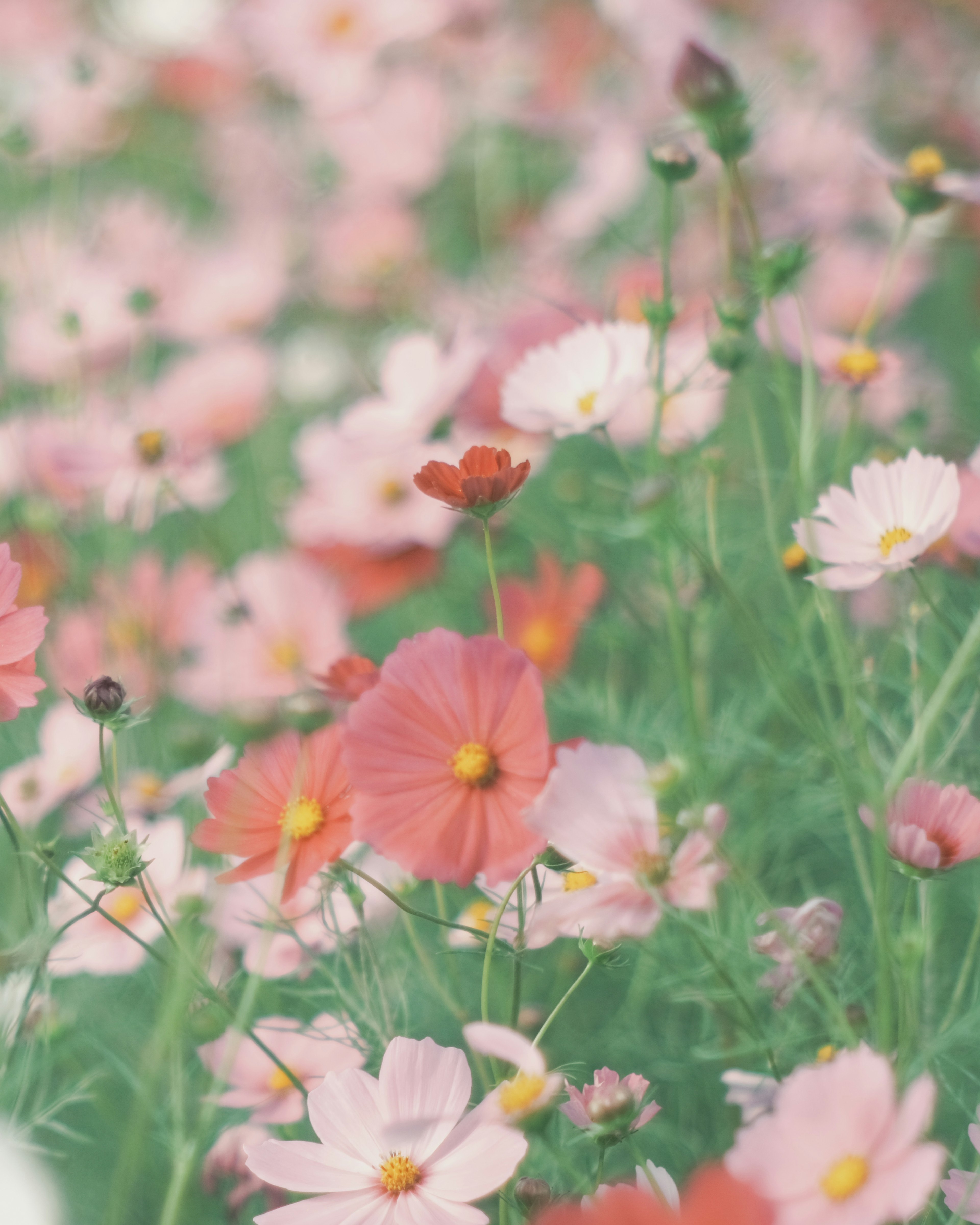 A field of colorful blooming flowers in soft focus