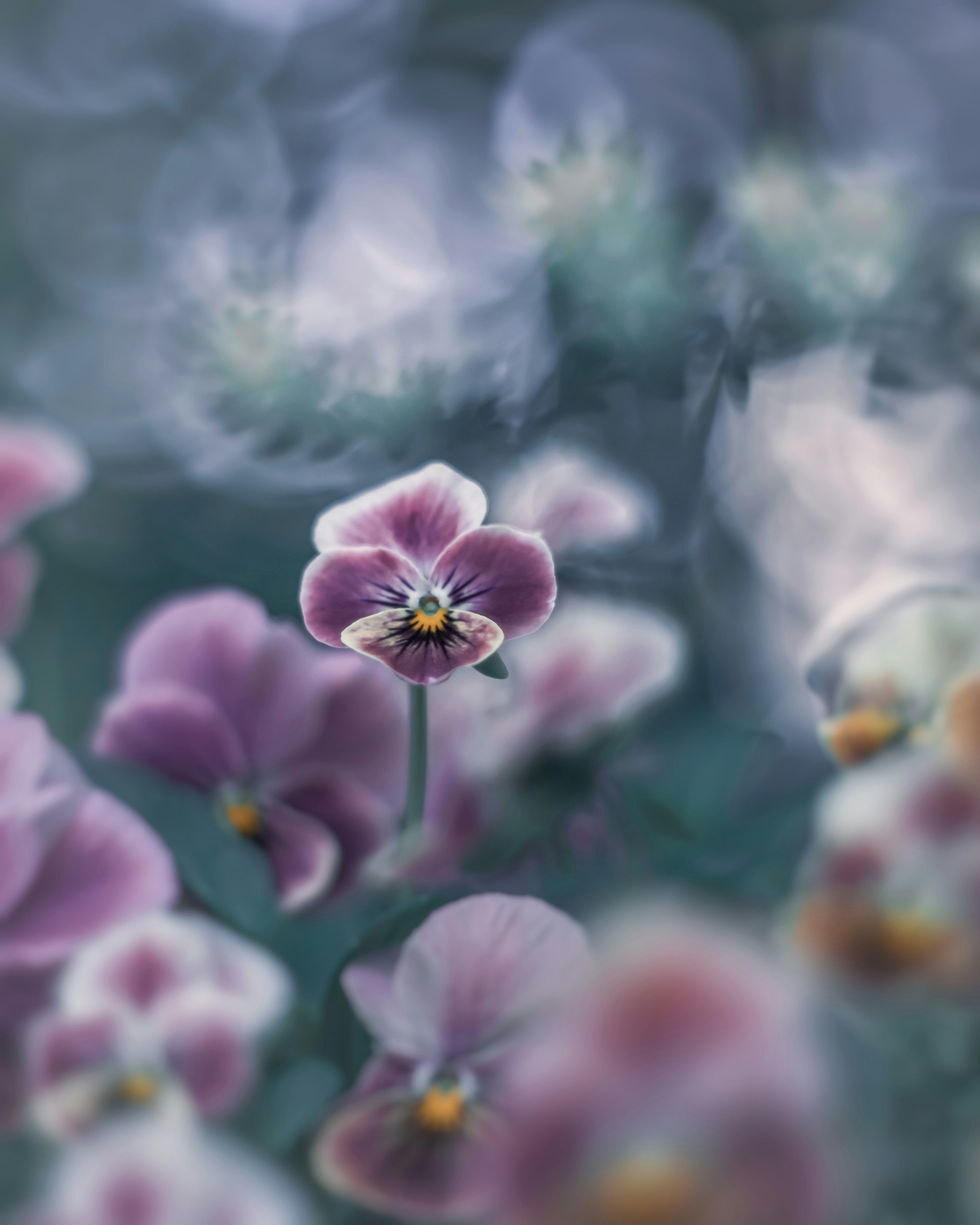 Zarte lila Blumen mit einer lebhaften Blüte, die sich vor einem verschwommenen Hintergrund abheben