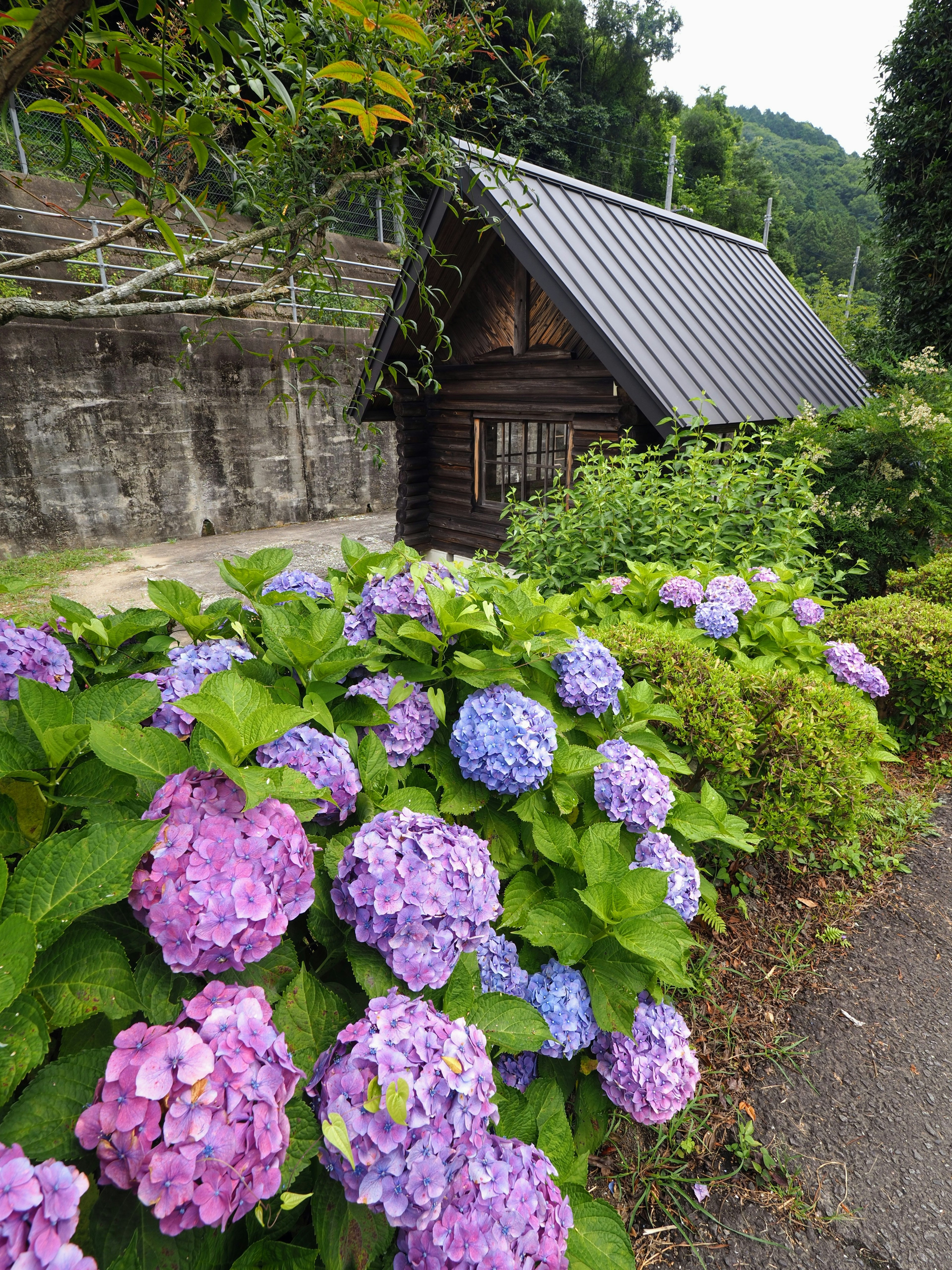 色とりどりの紫陽花が咲く道沿いにある小さな木造の家