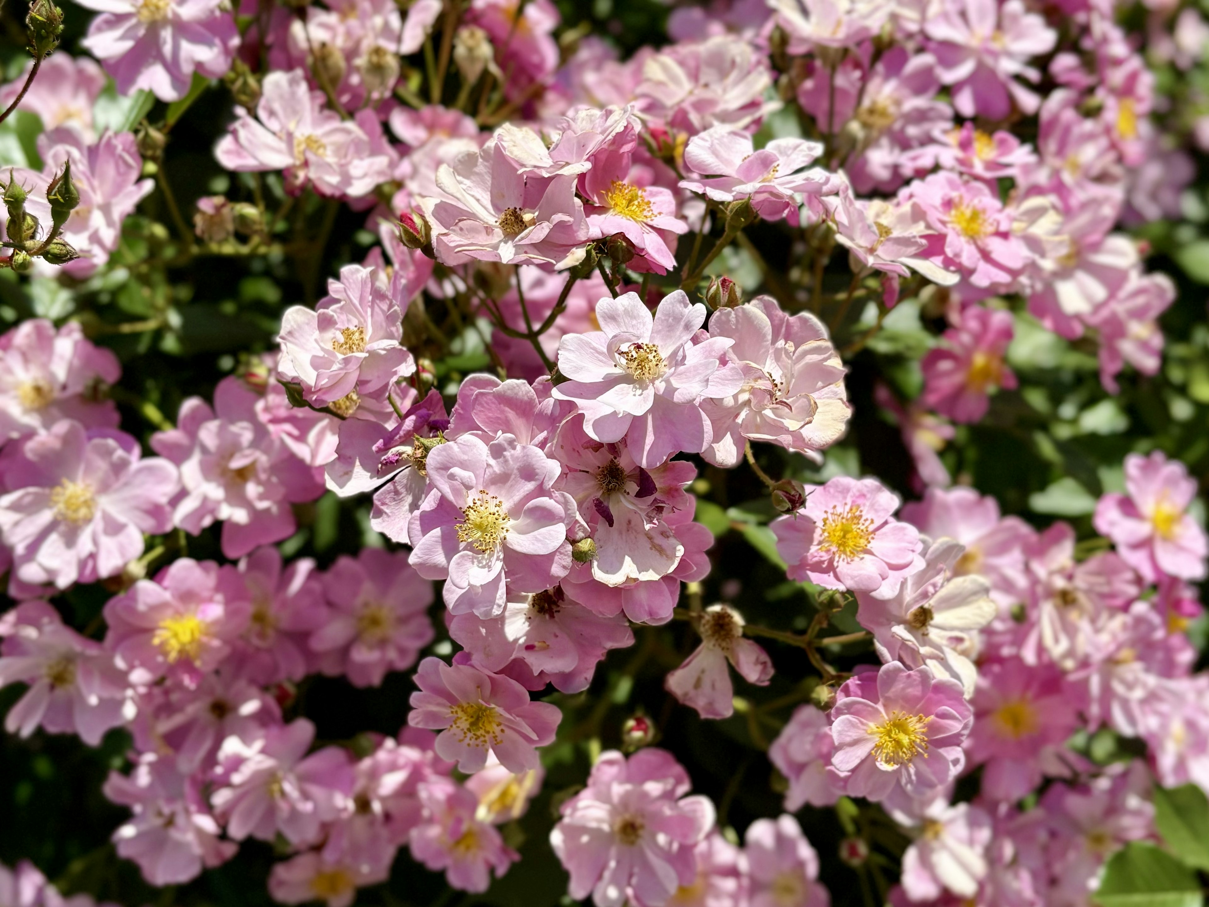 A dense cluster of blooming pink flowers with yellow centers