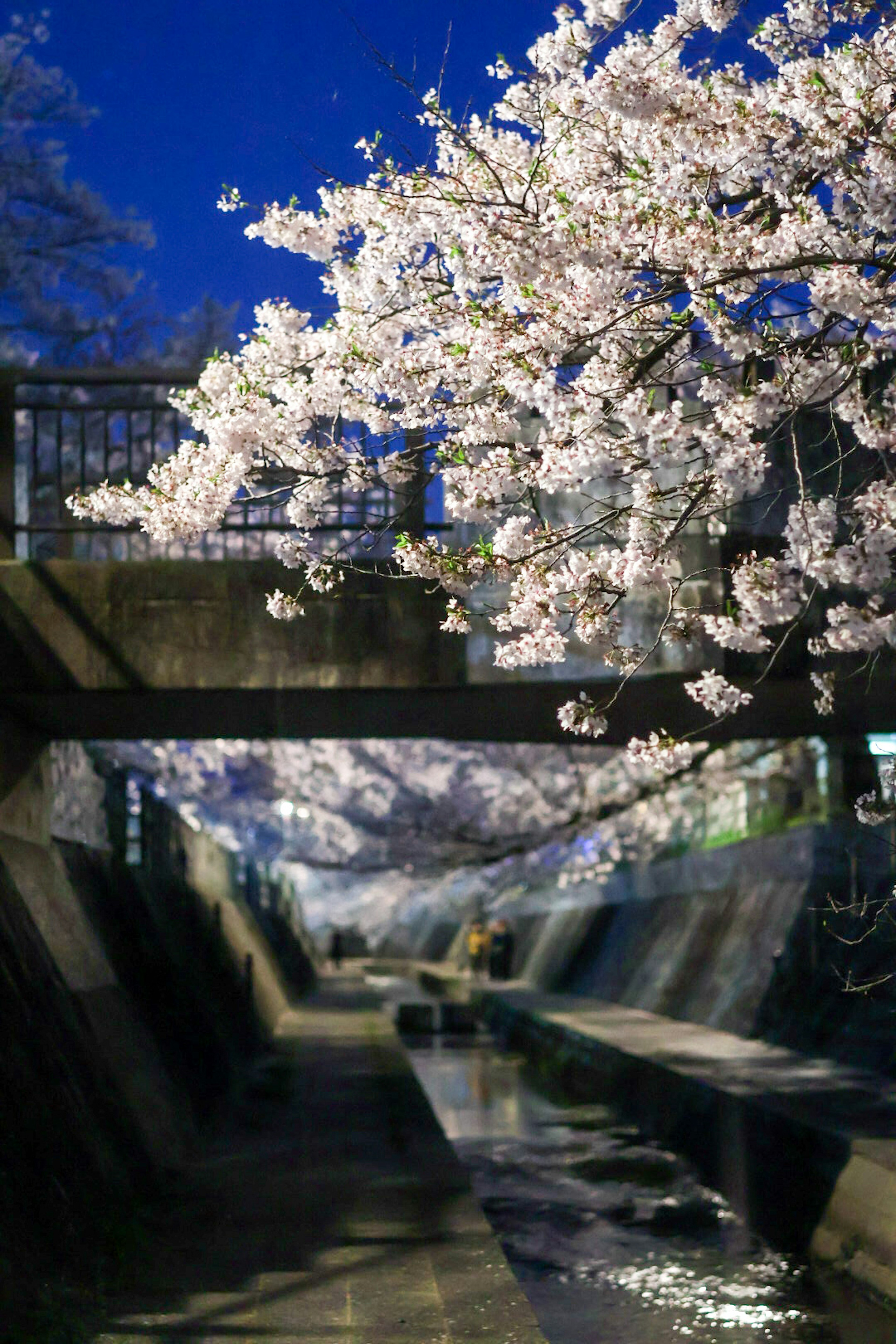 Beautiful cherry blossoms in the night sky over a serene waterway