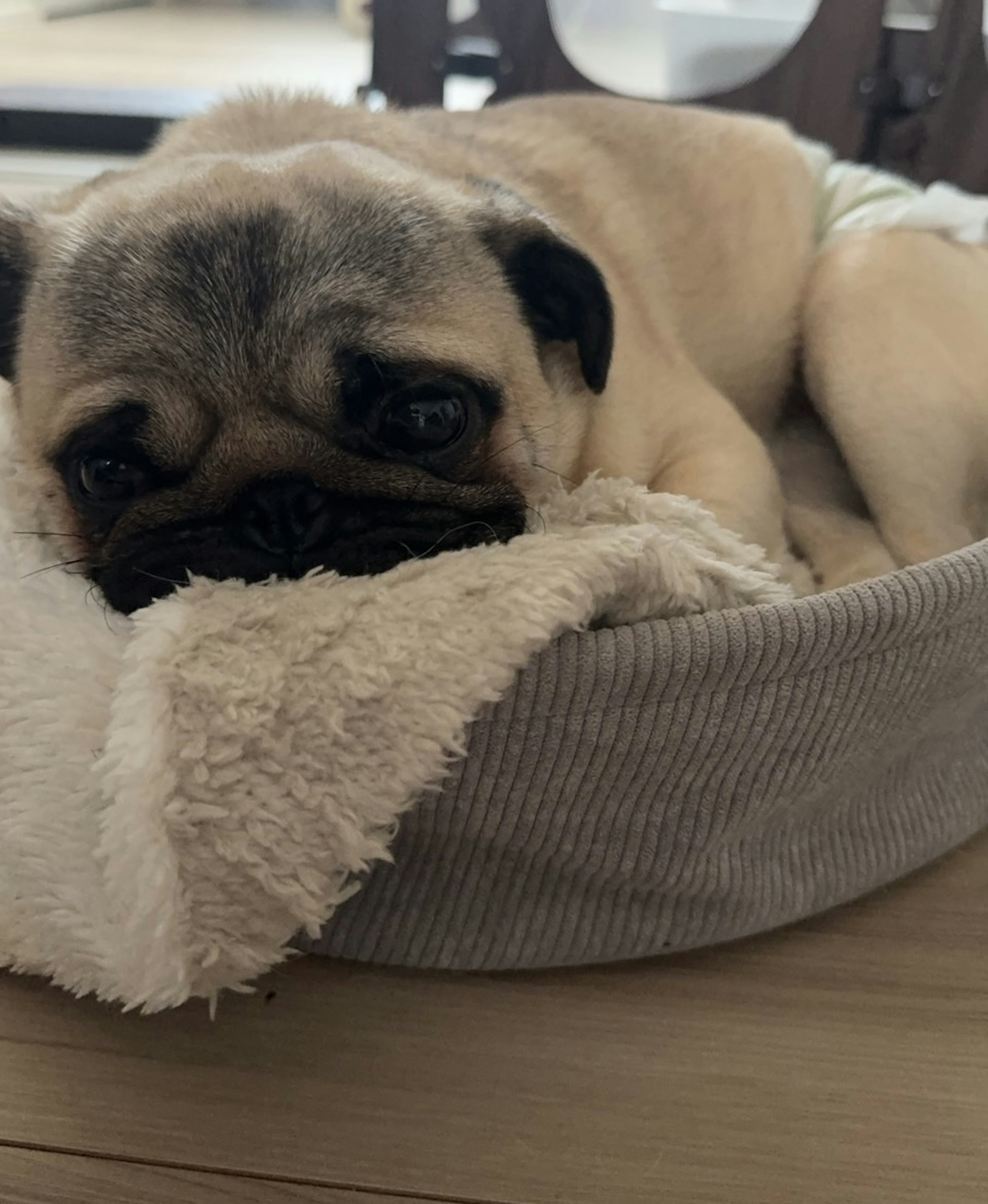 Perro pug relajándose en una cama para mascotas