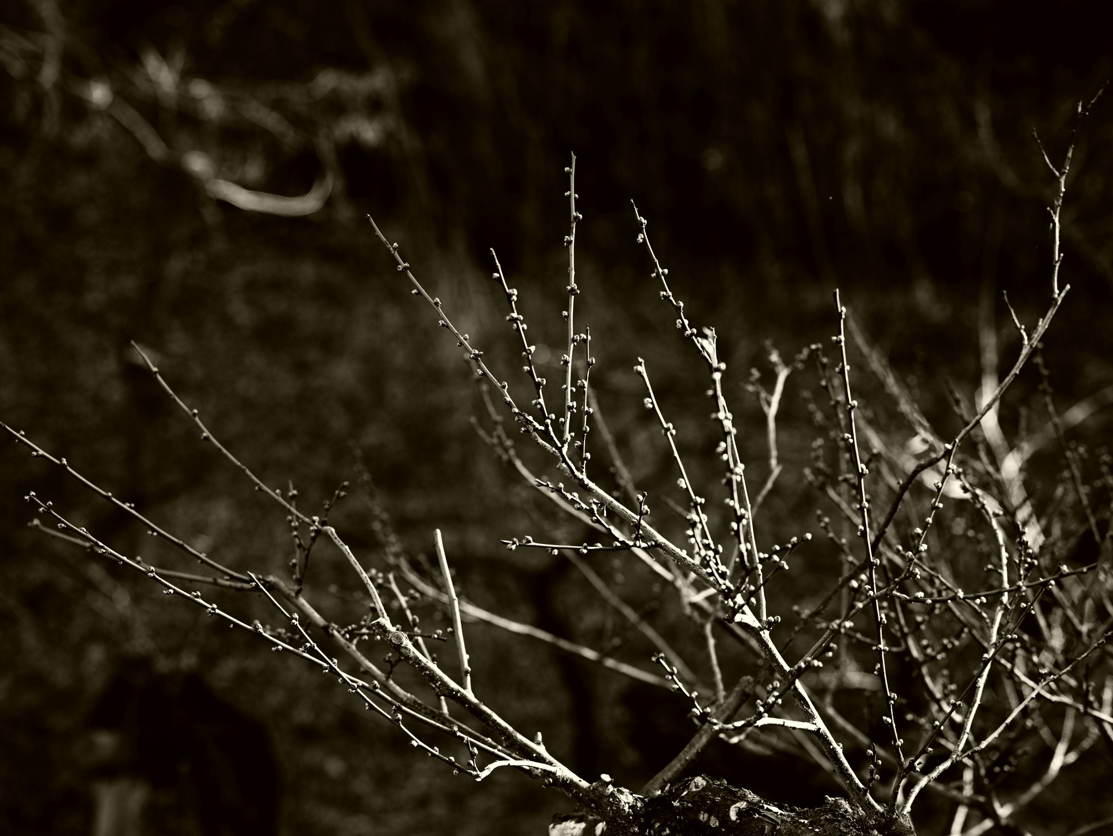 Gros plan de branches nues en tons noir et blanc