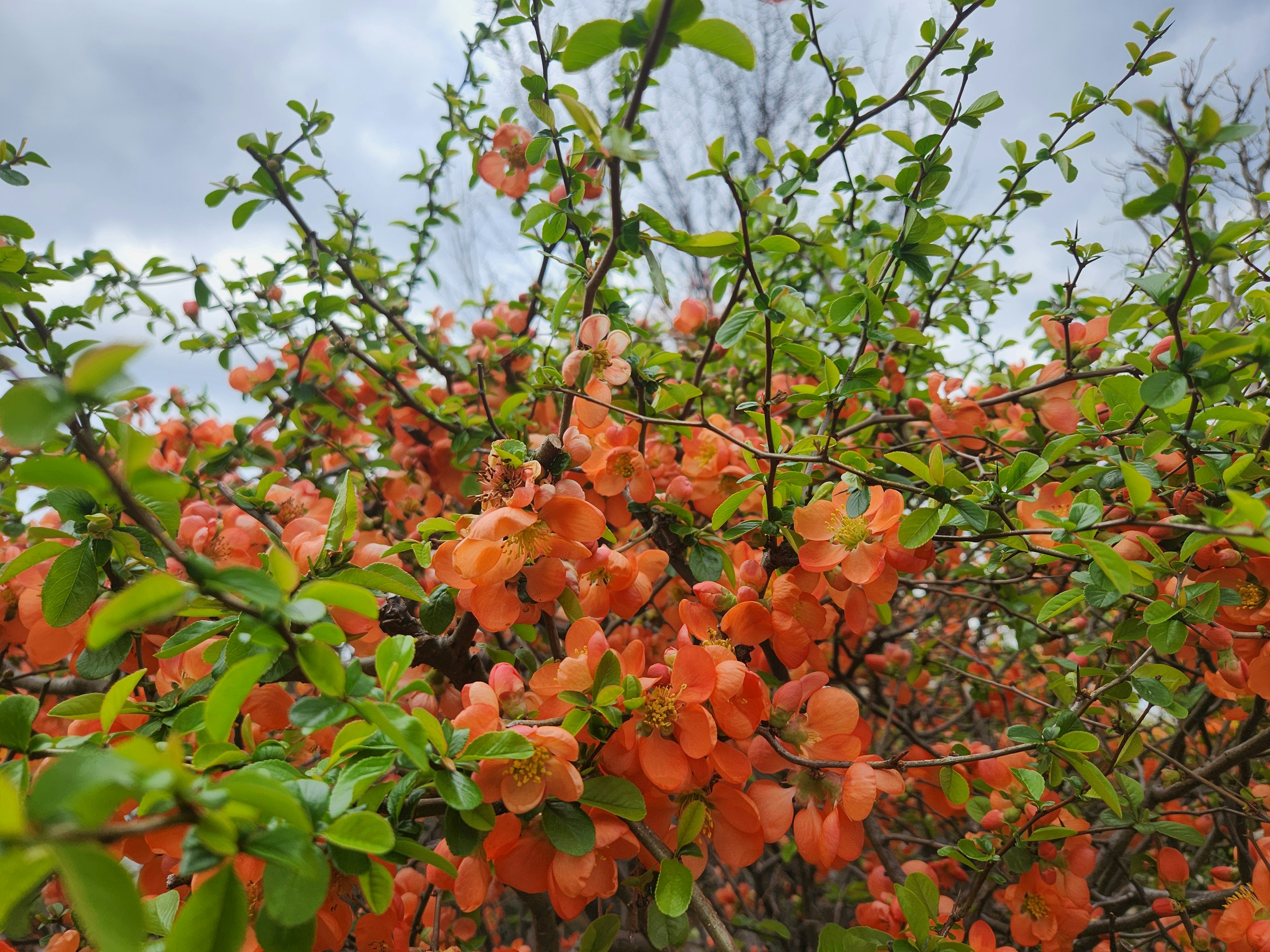 Blühende orangefarbene Blumen auf üppigem grünem Laub