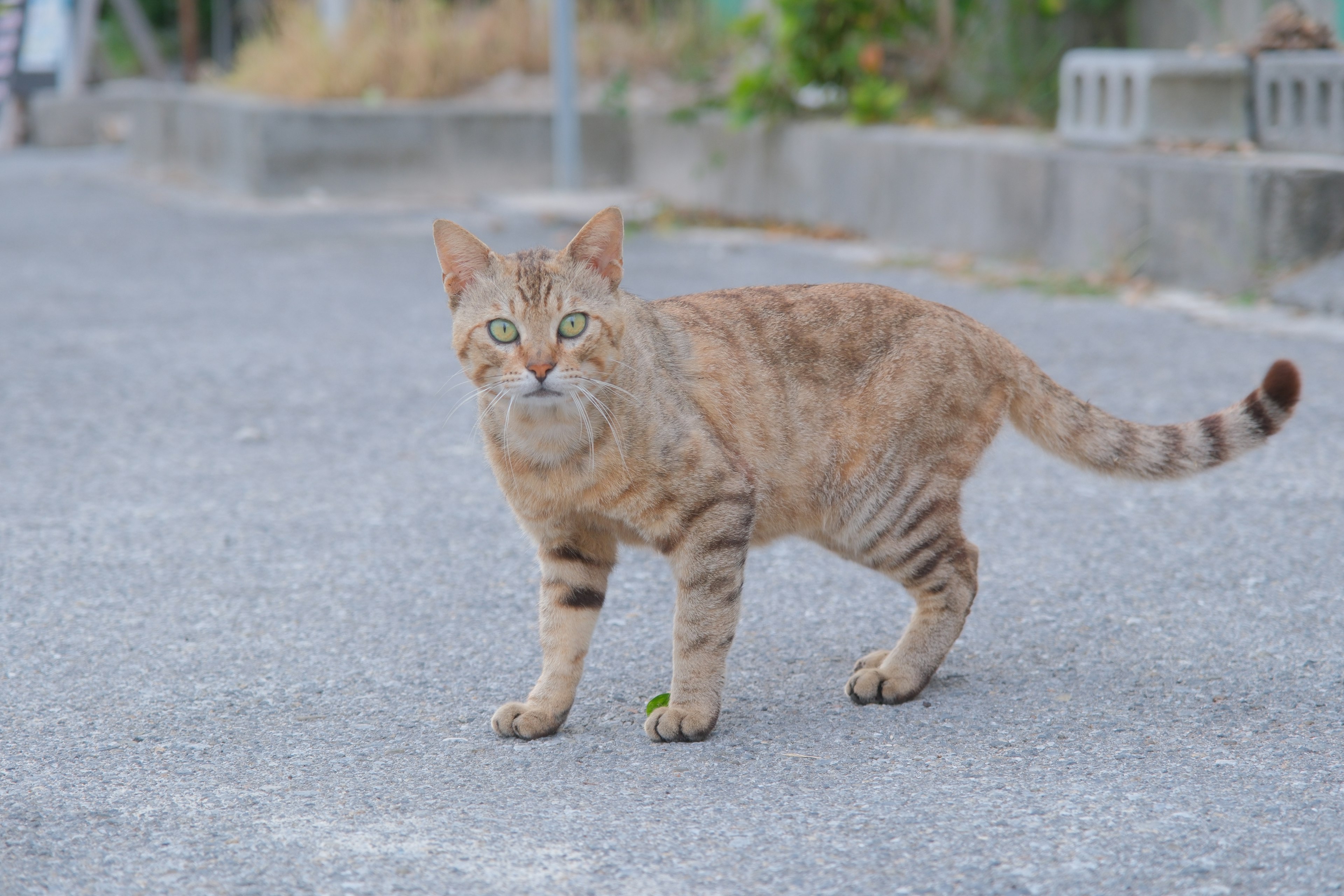 Kucing belang coklat berdiri di jalan