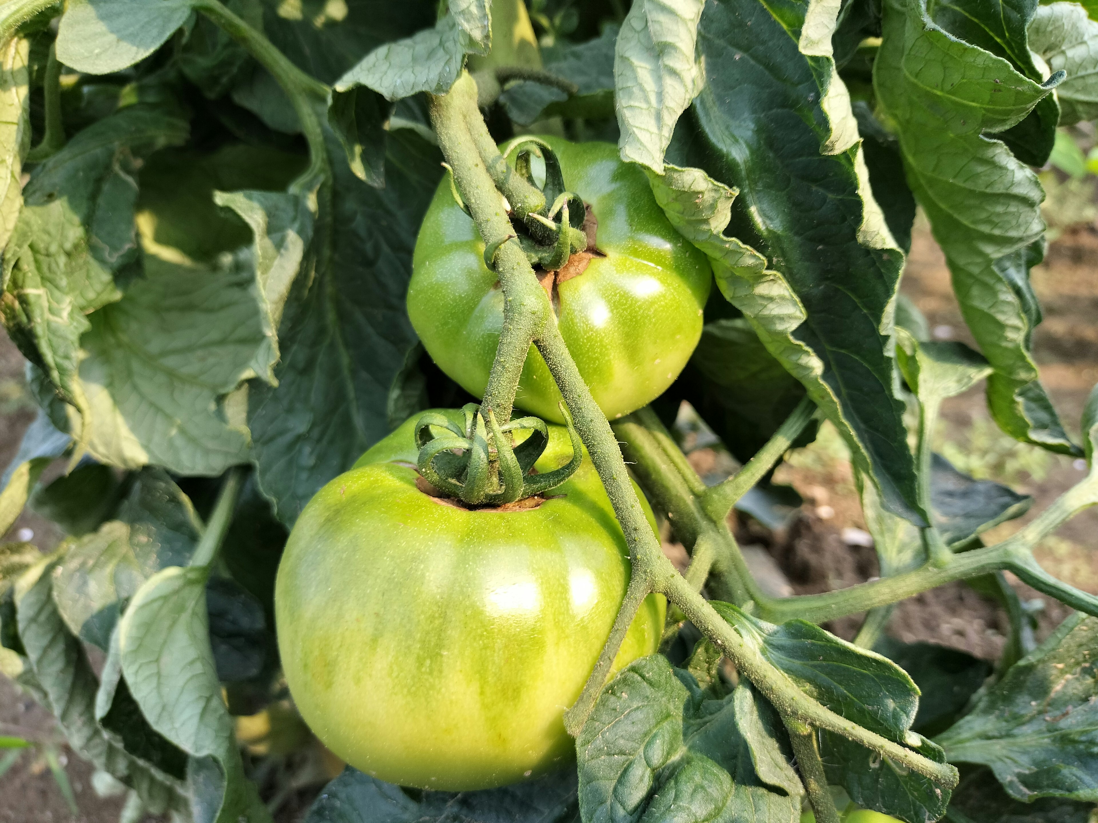 Tomates vertes suspendues parmi des feuilles vertes luxuriantes