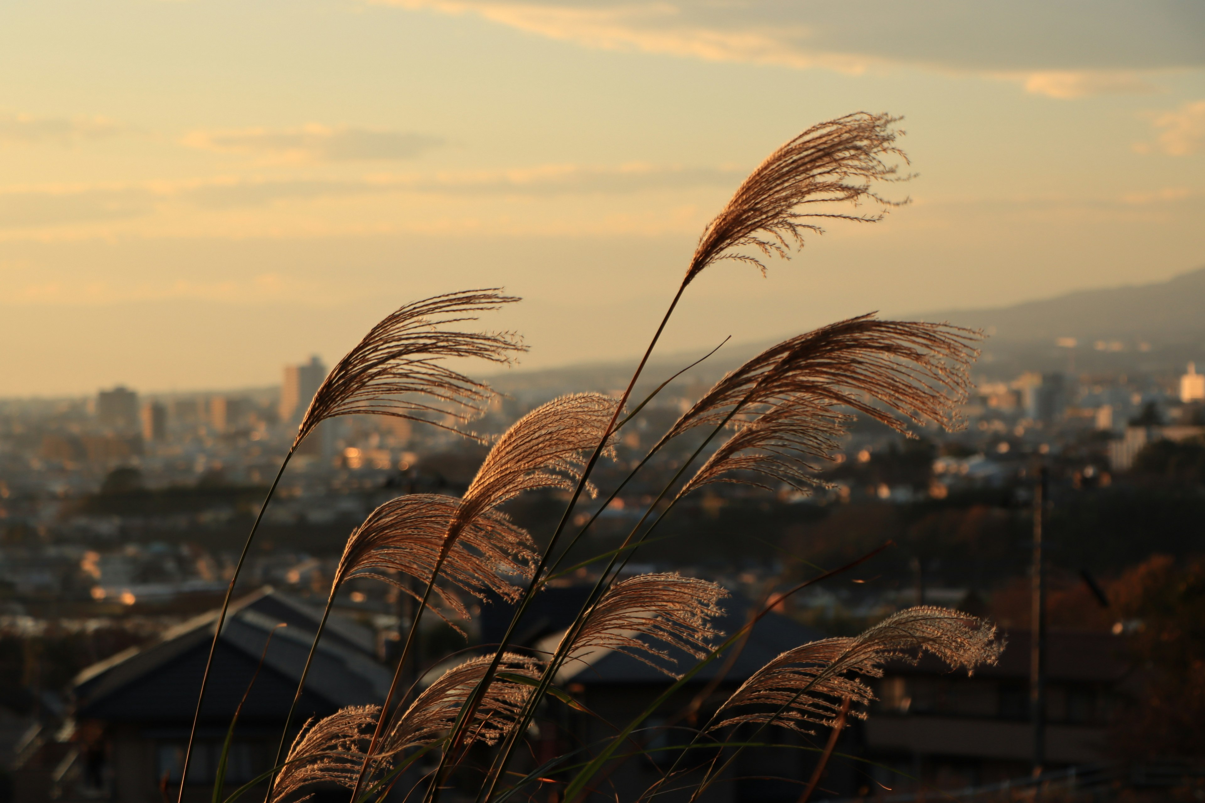 Escena de cañas meciéndose contra un horizonte urbano al atardecer