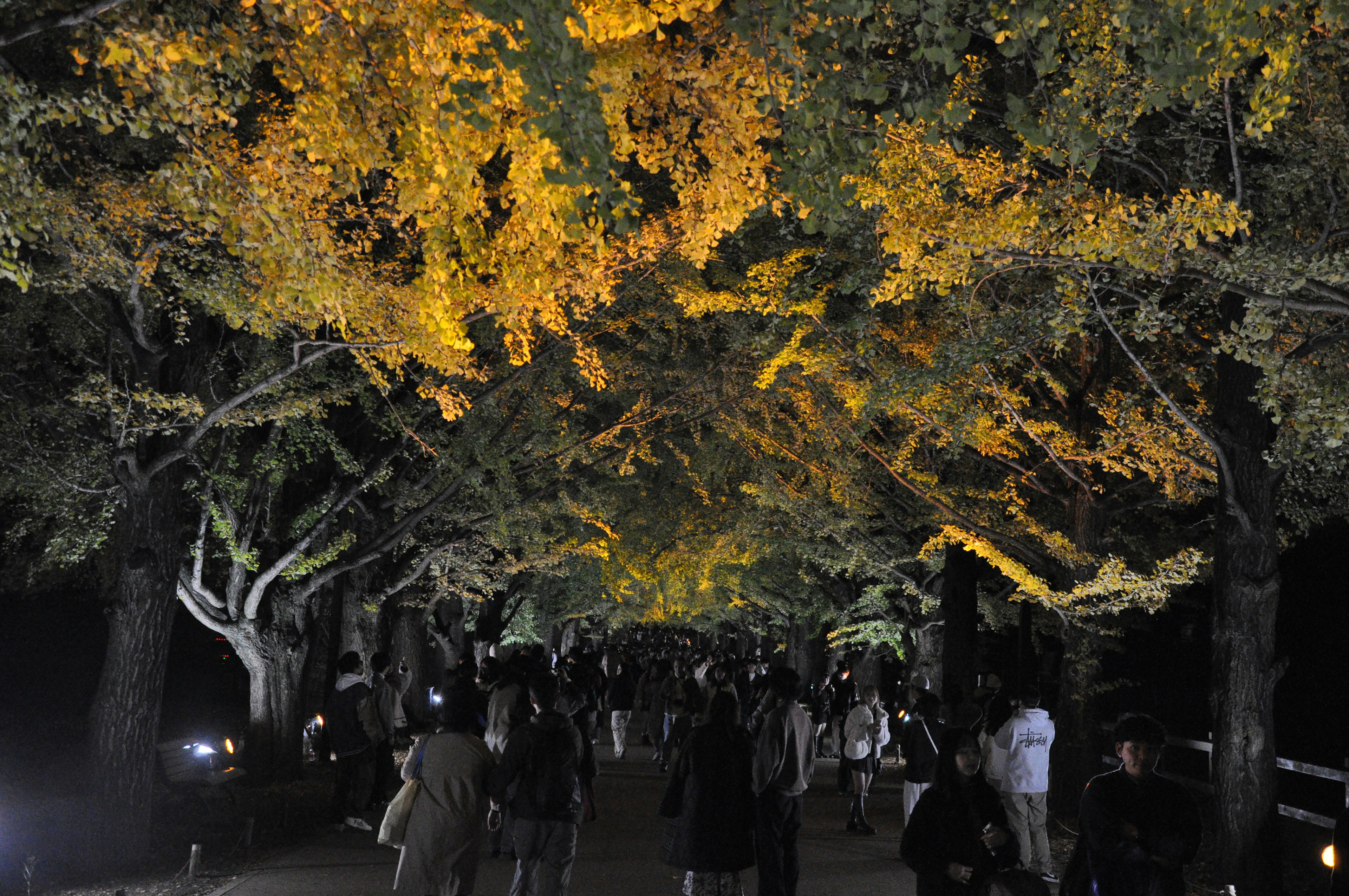 People walking under illuminated yellow-leaved trees at night in a park