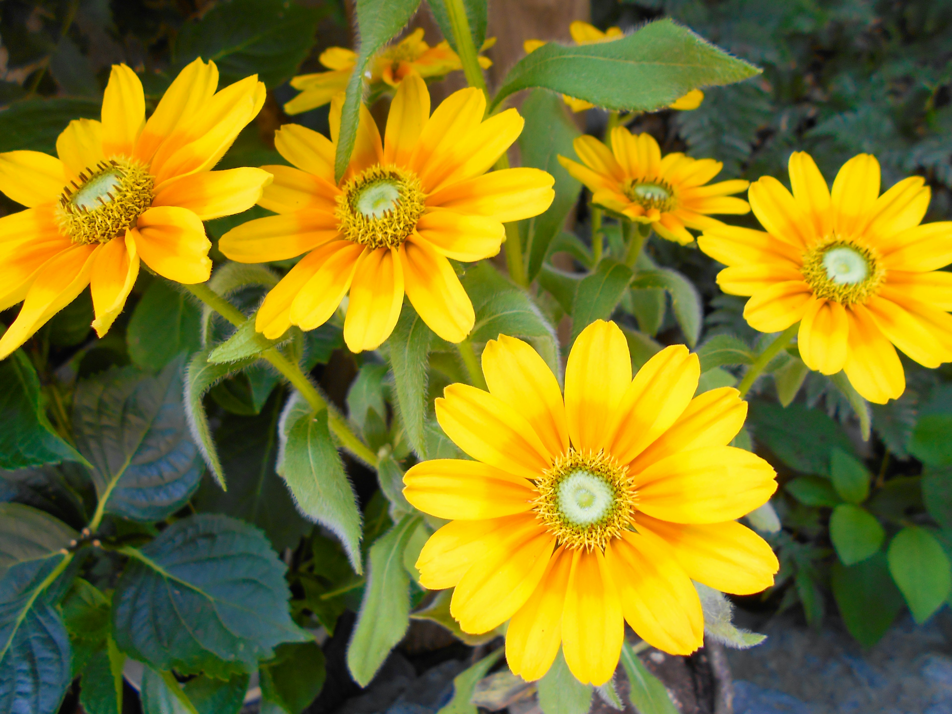 Close-up of bright yellow flowers blooming on a plant