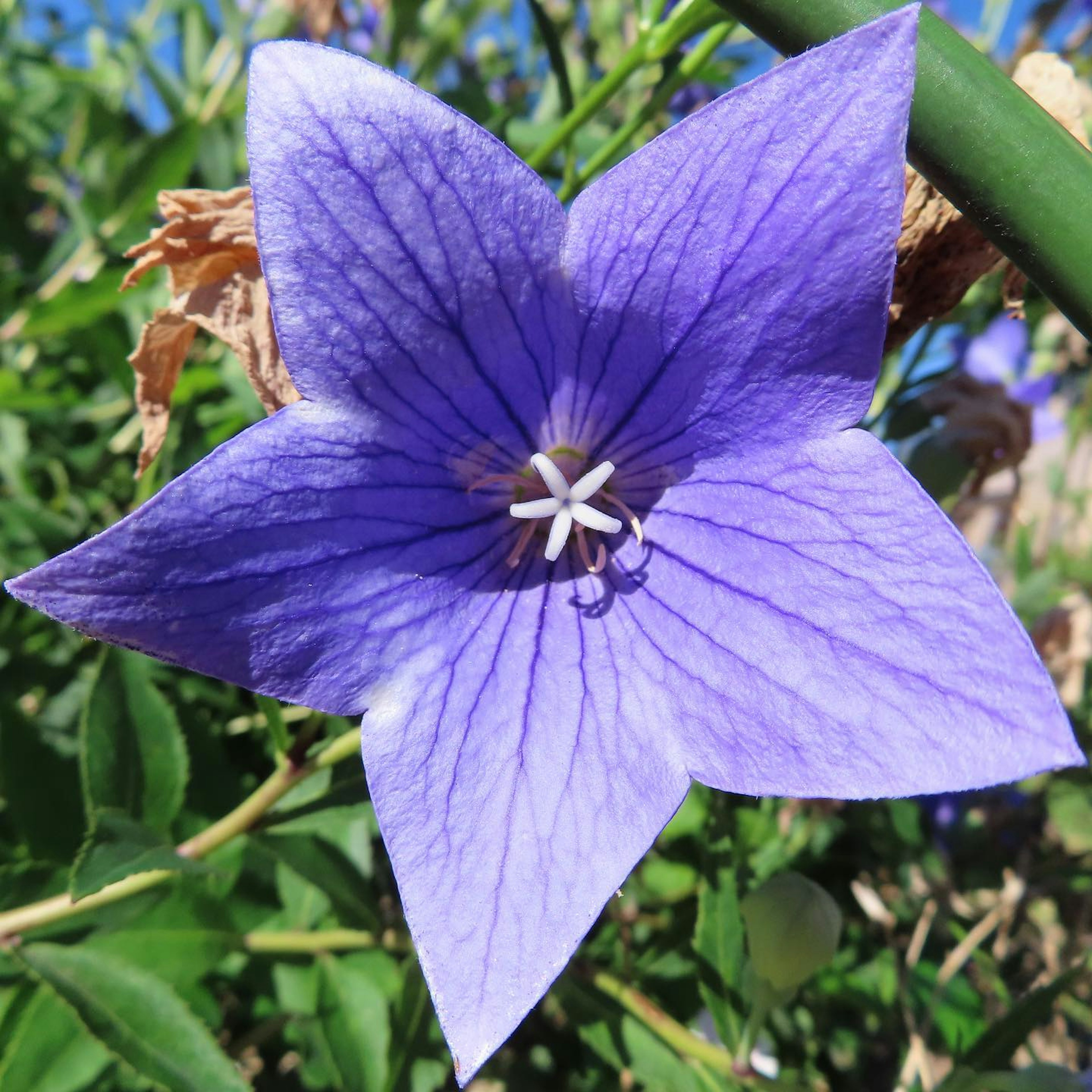 Vibrant purple star-shaped flower blooming under a clear blue sky