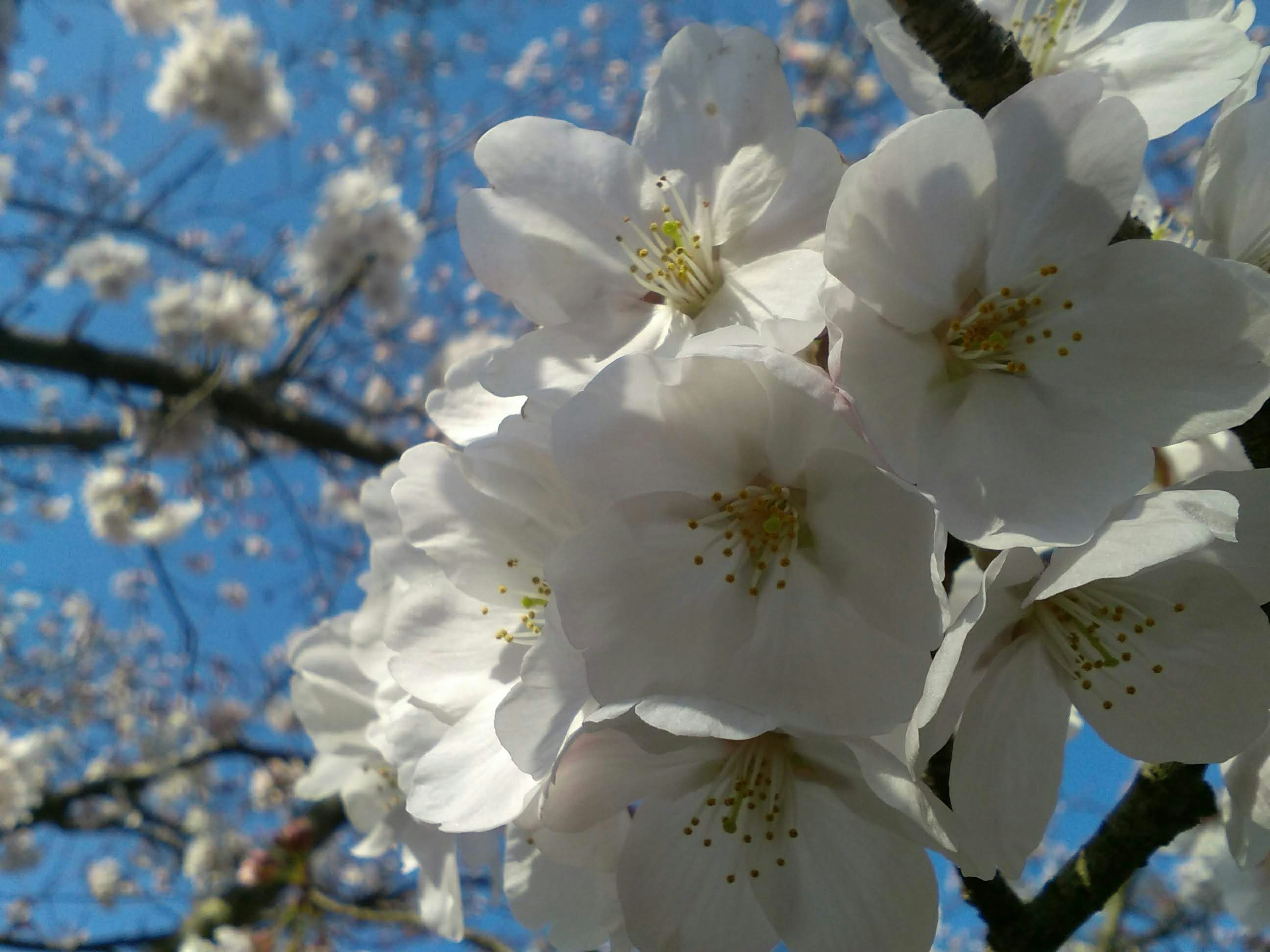 Gros plan de fleurs de cerisier blanches sur fond de ciel bleu