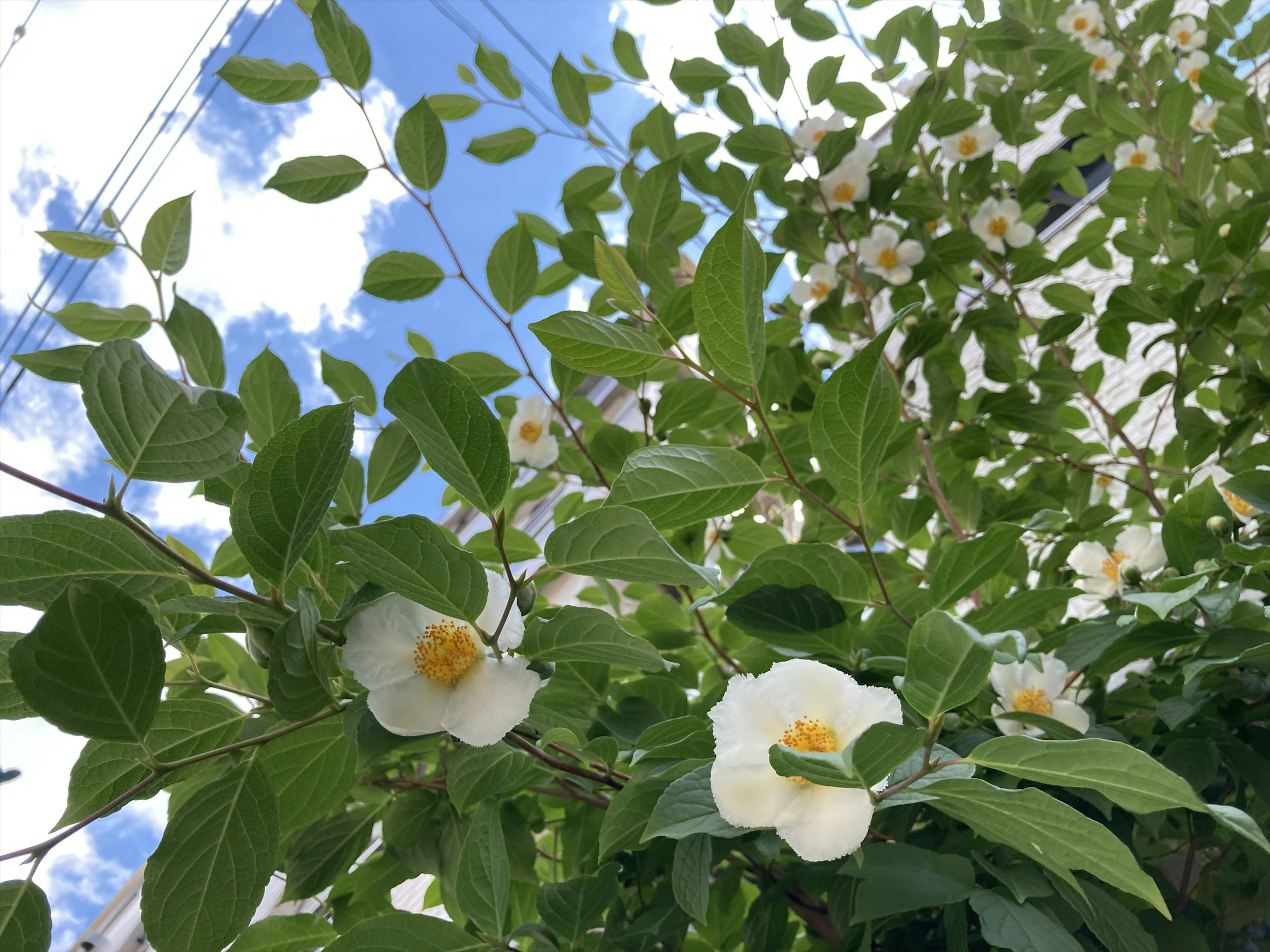 White flowers and green leaves under a blue sky