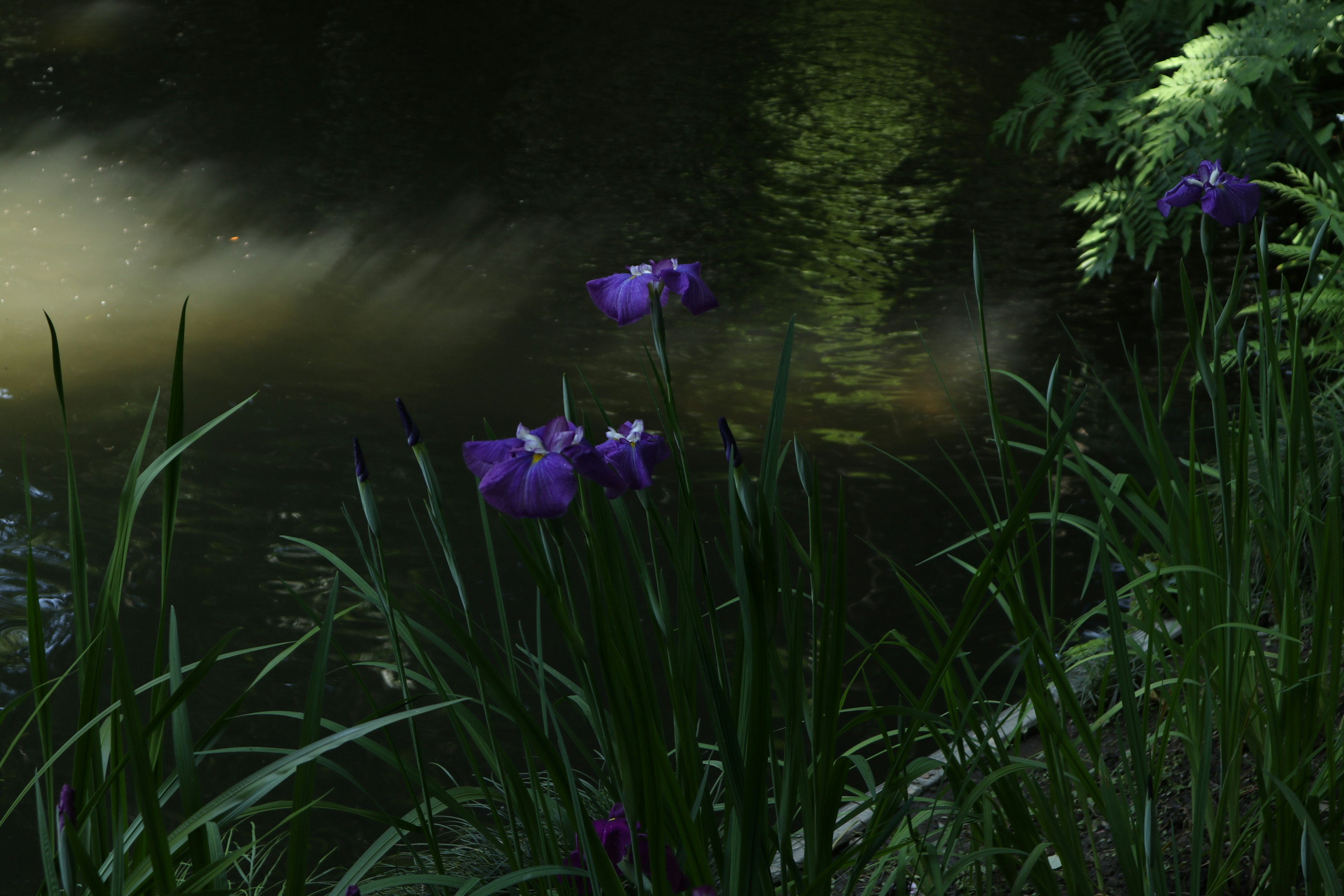 Fiori viola accanto a un fiume con erba verde