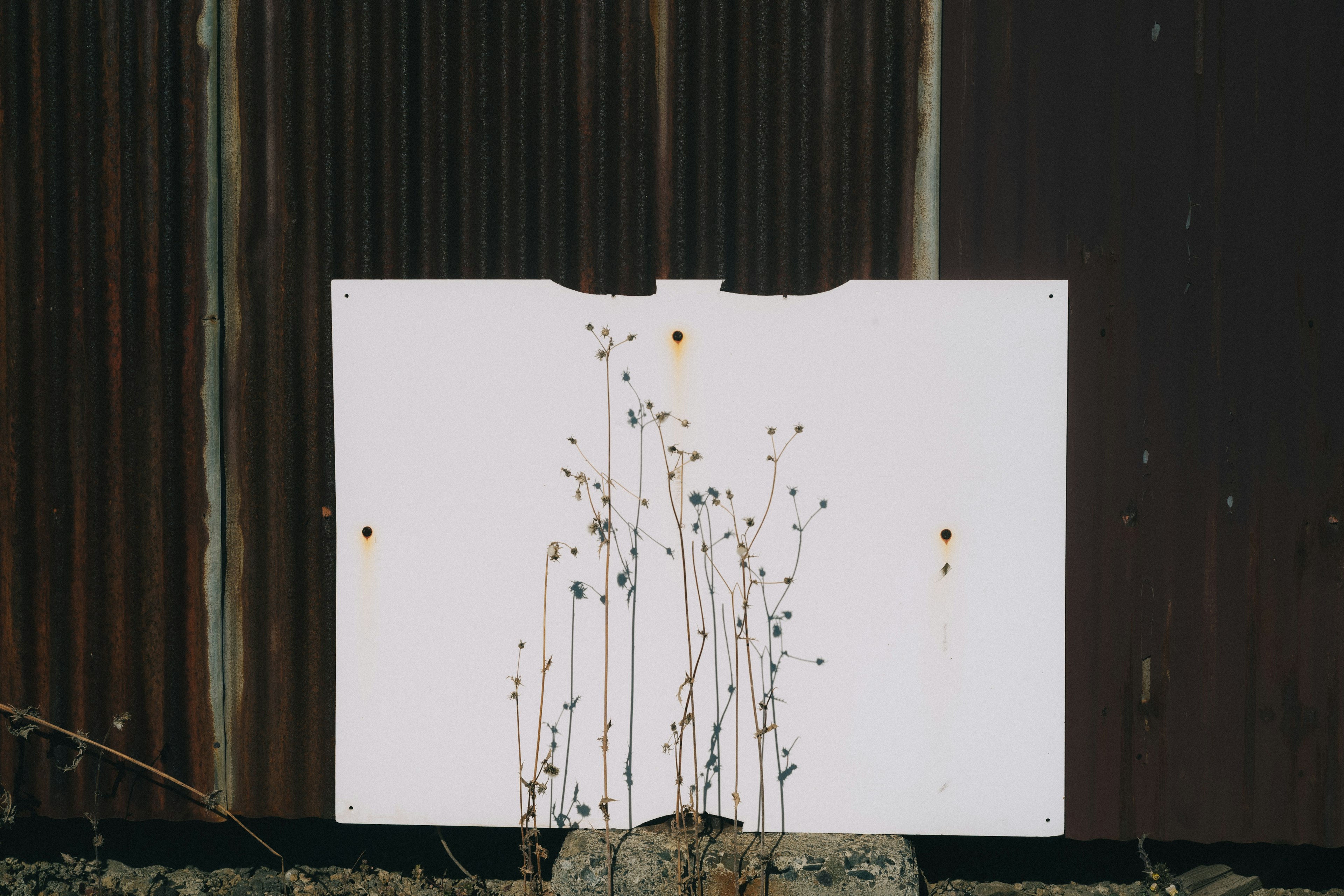 Panneau blanc avec de petites plantes poussant devant un fond texturé