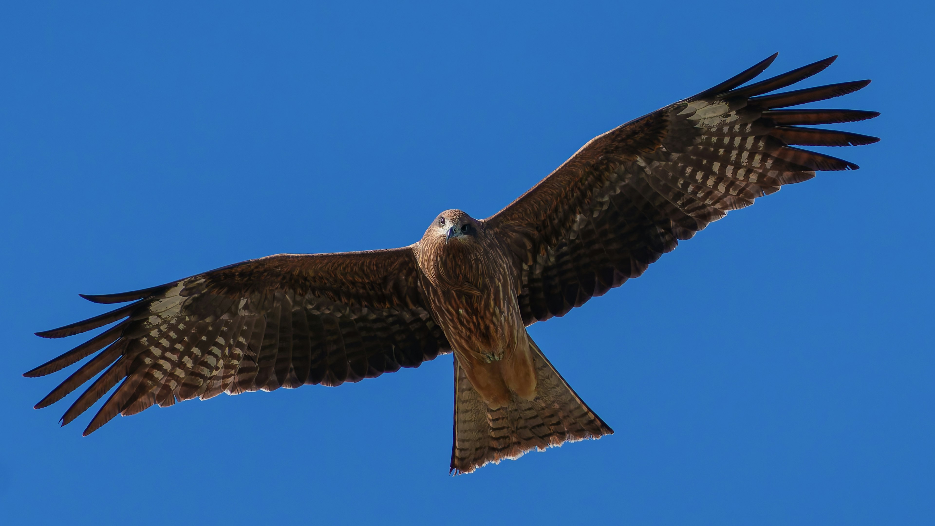 Ein Falke, der mit ausgebreiteten Flügeln gegen einen klaren blauen Himmel schwebt