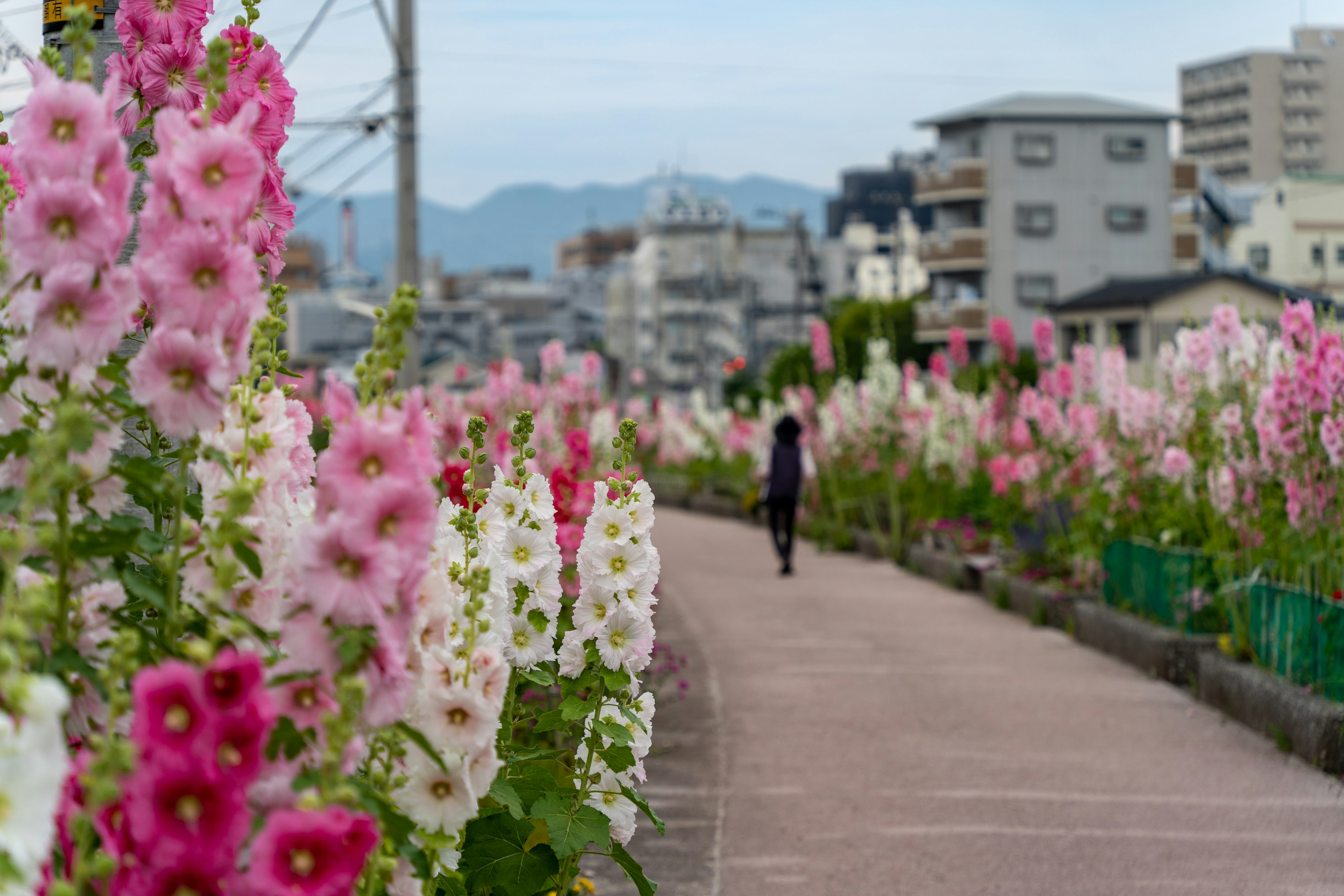 Una persona che cammina in un giardino di fiori colorati