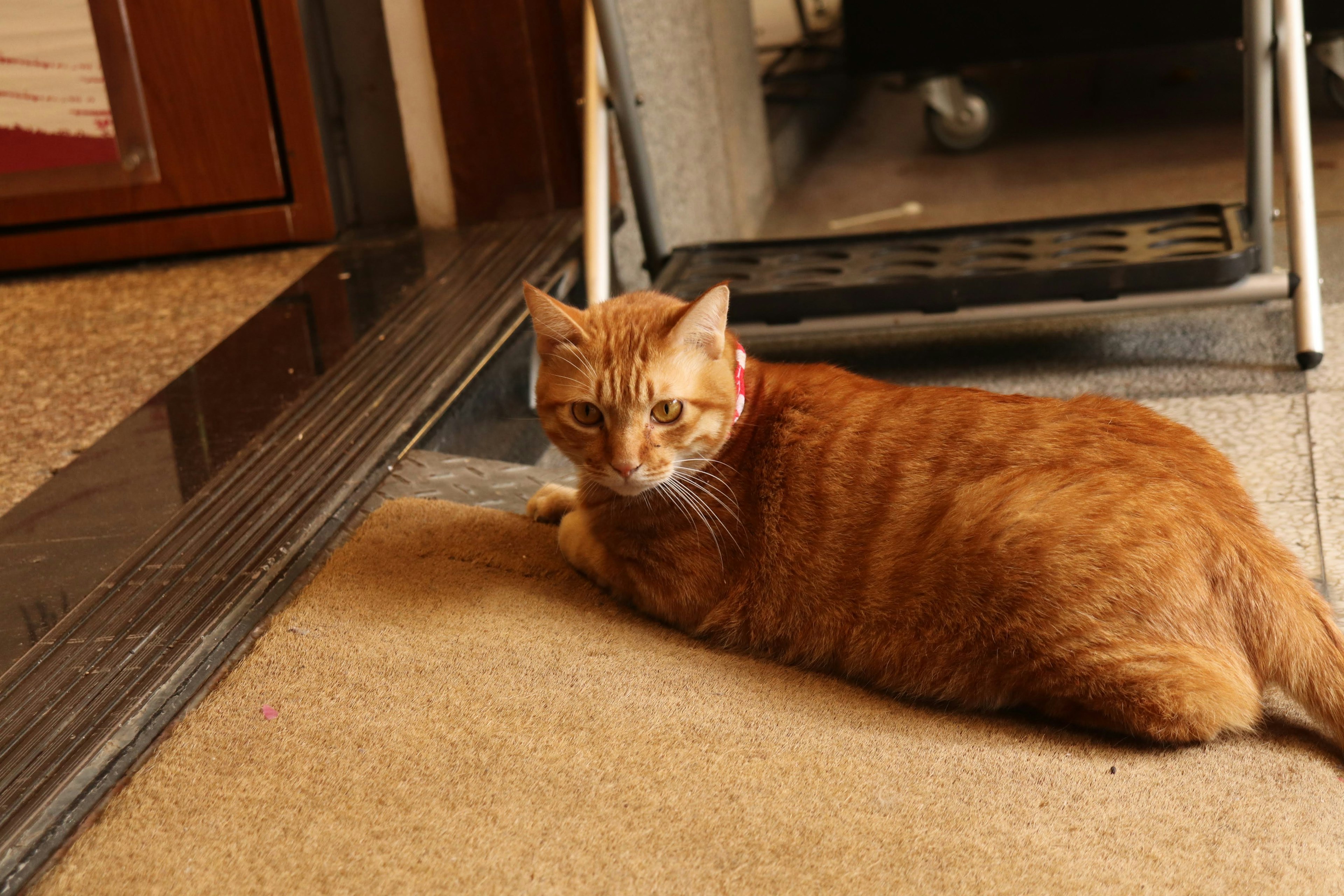 An orange cat lying on the floor indoors